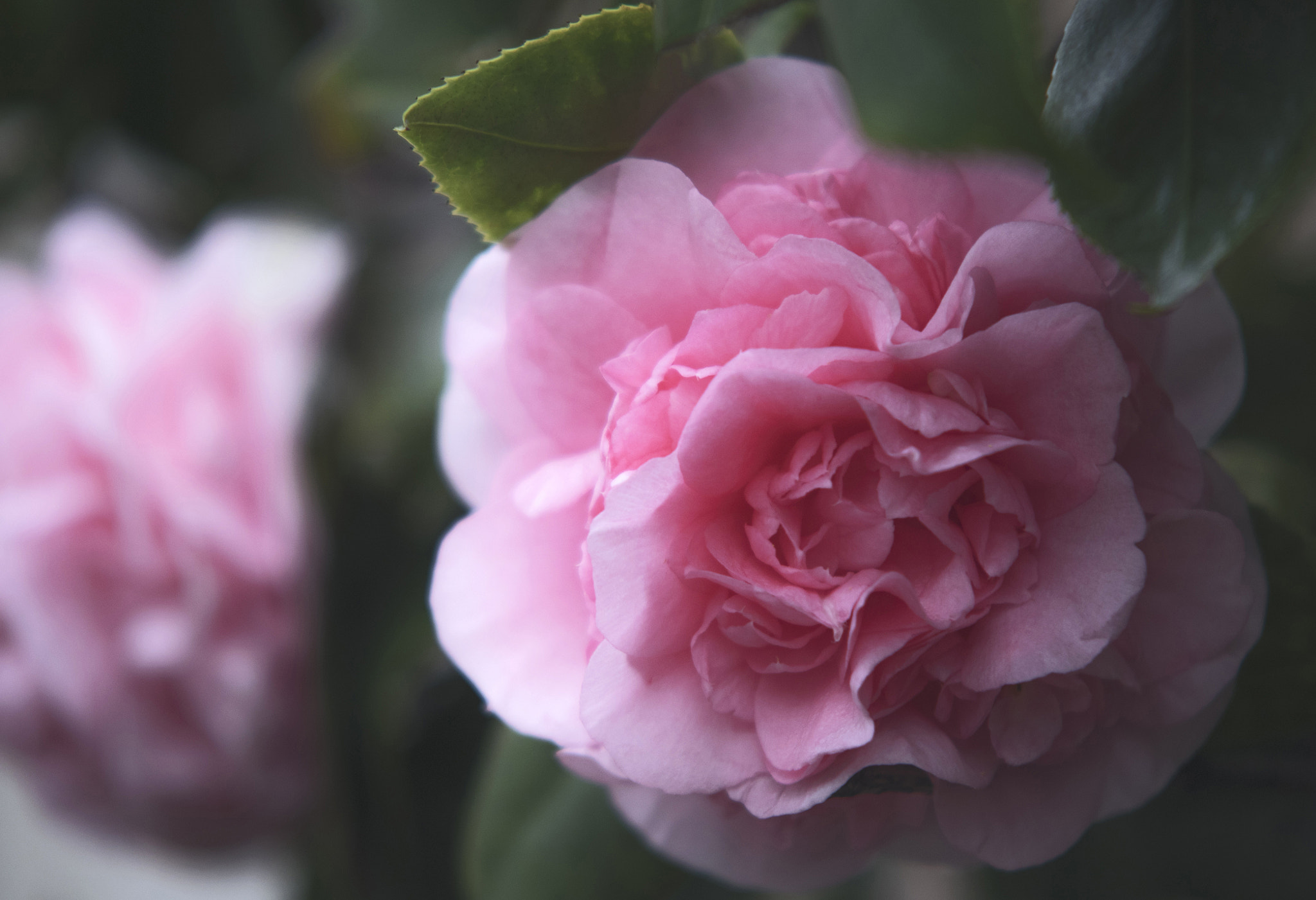 Sigma APO 50-150mm f/2.8 [II] EX DC HSM sample photo. The last rose of summer photography