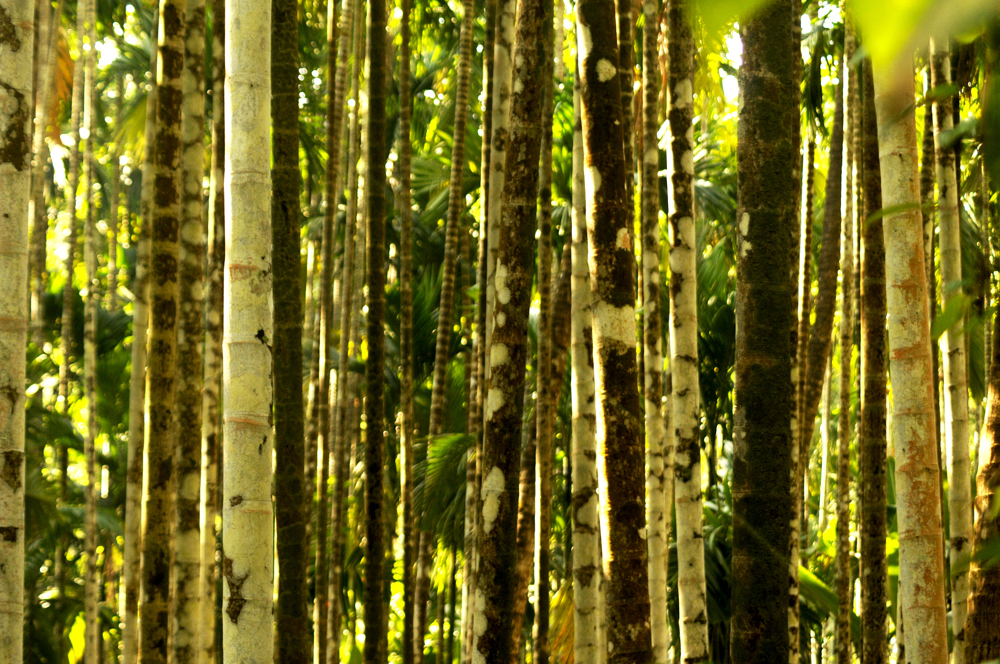 Nikon D300 sample photo. Nut tree's photography