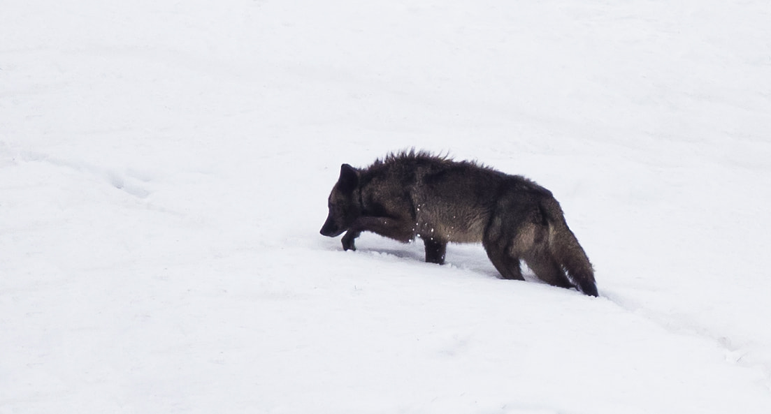 Canon EOS-1D X Mark II sample photo. Gray wolf in yellowstone np photography