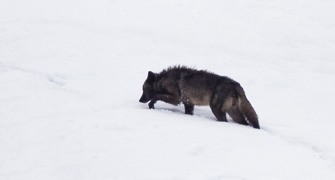 Canon EF 600mm F4L IS II USM sample photo. Gray wolf in yellowstone np photography