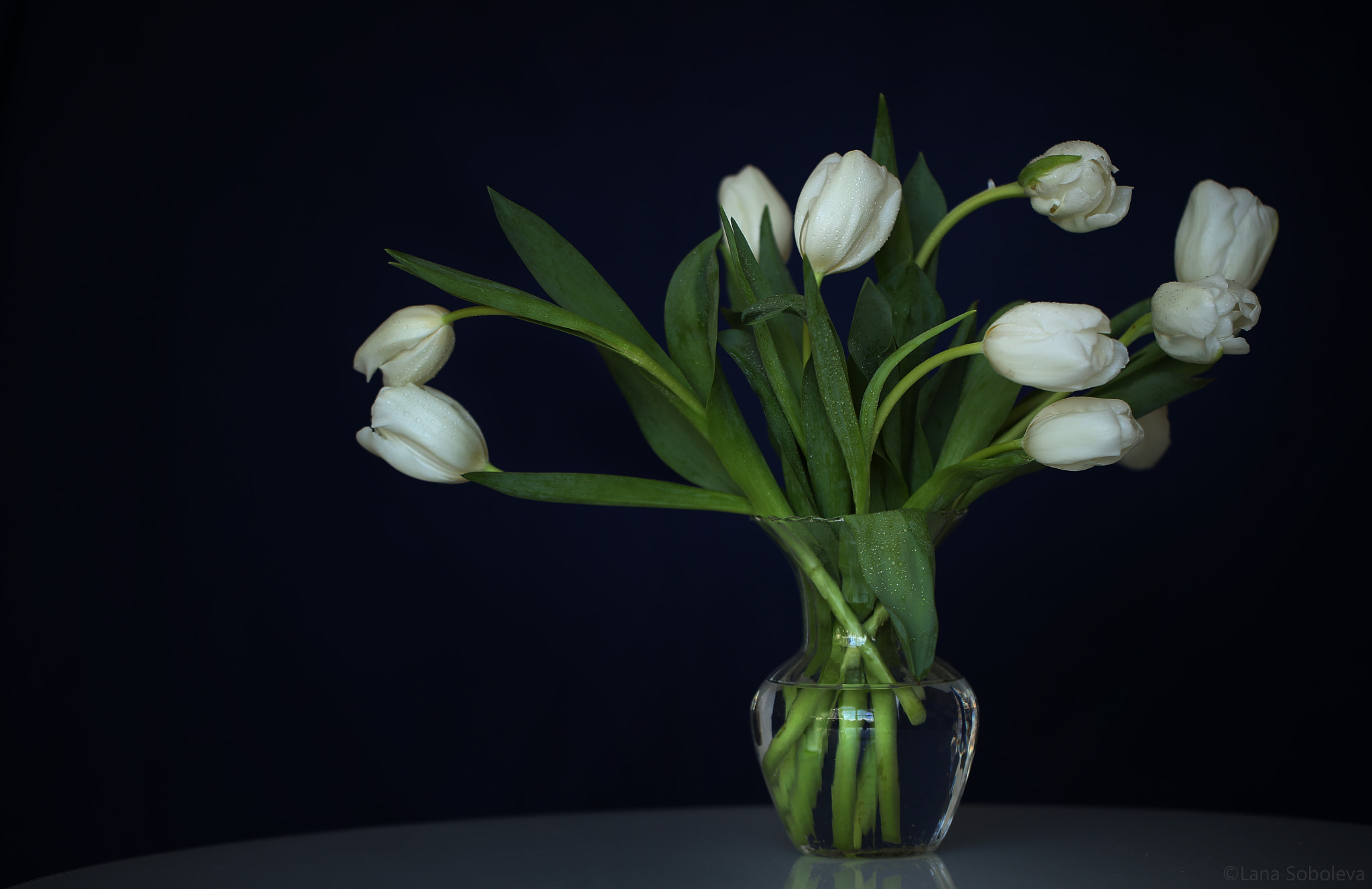 Canon EF 100mm F2.8L Macro IS USM sample photo. Evening tulips photography