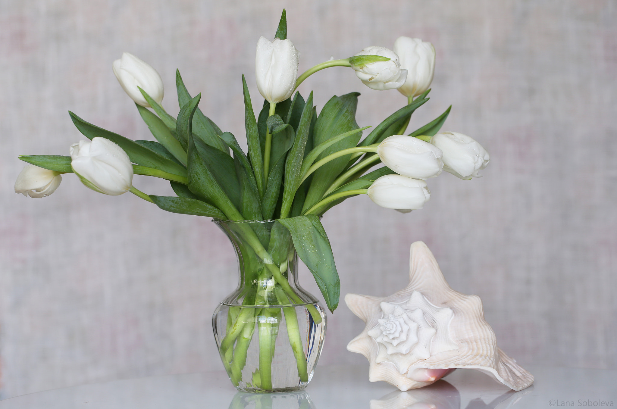 Canon EF 100mm F2.8L Macro IS USM sample photo. Morning tulips photography