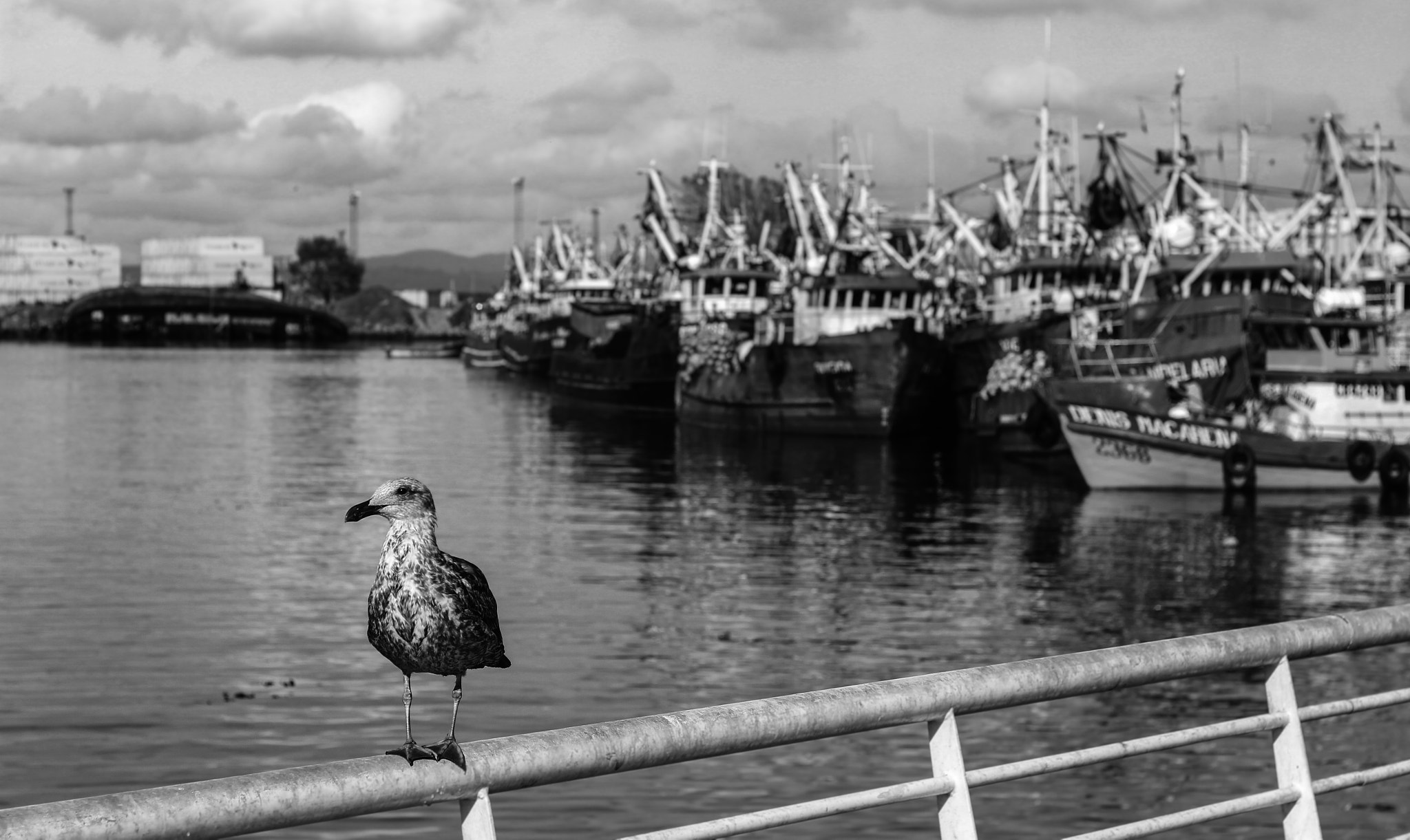 Canon EOS 100D (EOS Rebel SL1 / EOS Kiss X7) sample photo. Seagull photography
