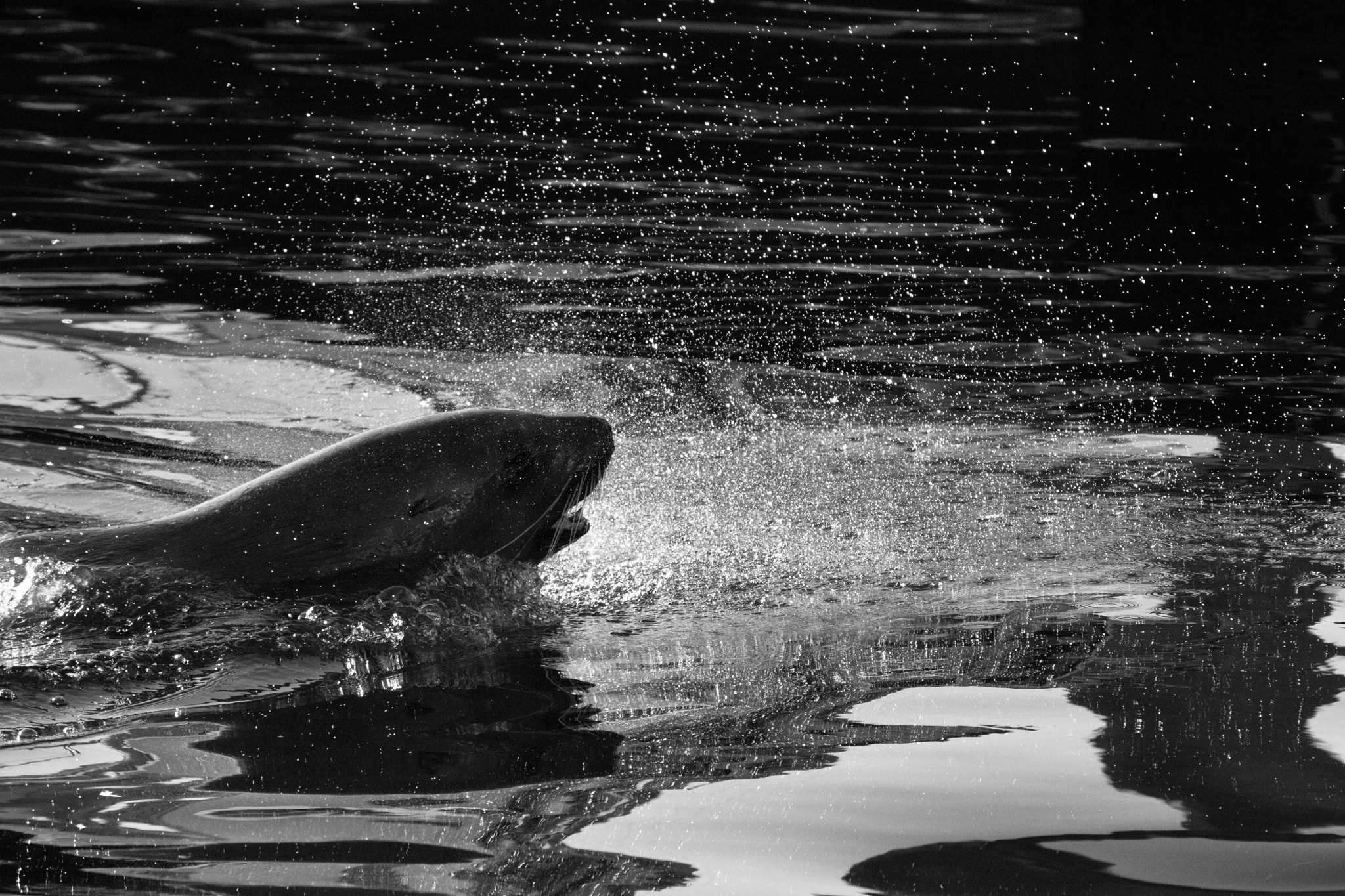 Canon EF 70-200mm F2.8L IS II USM sample photo. Sea lion photography
