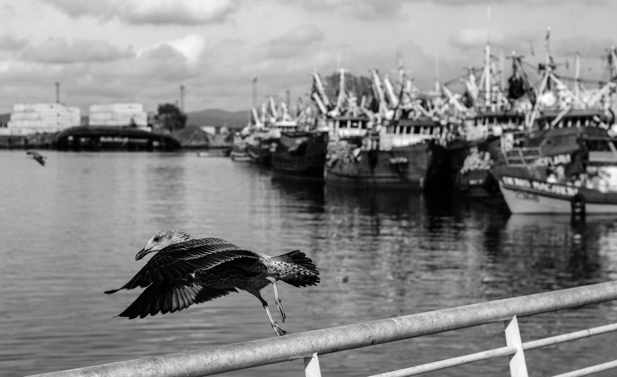 Canon EOS 100D (EOS Rebel SL1 / EOS Kiss X7) sample photo. Seagull photography