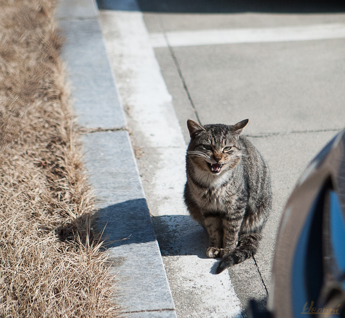 Canon EOS-1D sample photo. Niyaong photography