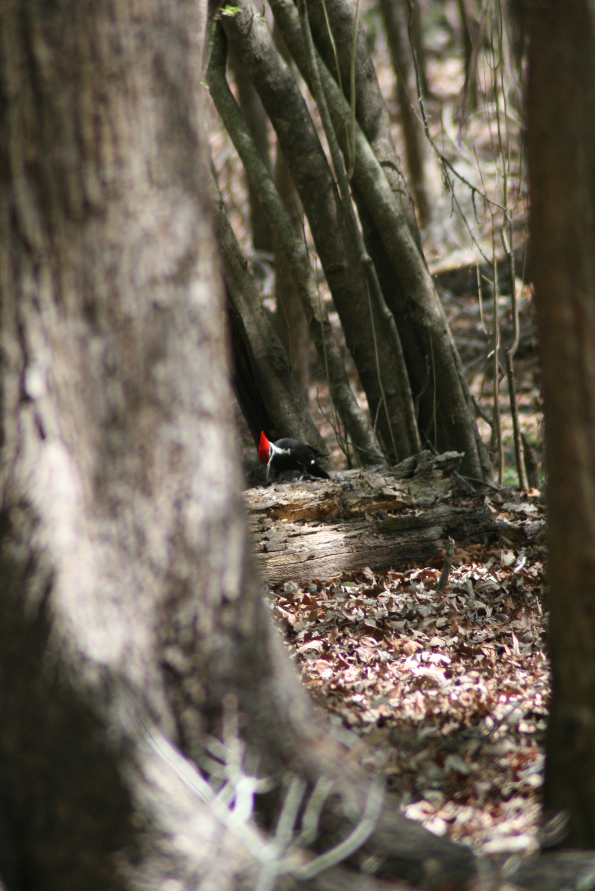 Canon EOS 400D (EOS Digital Rebel XTi / EOS Kiss Digital X) sample photo. Woodpecker photography