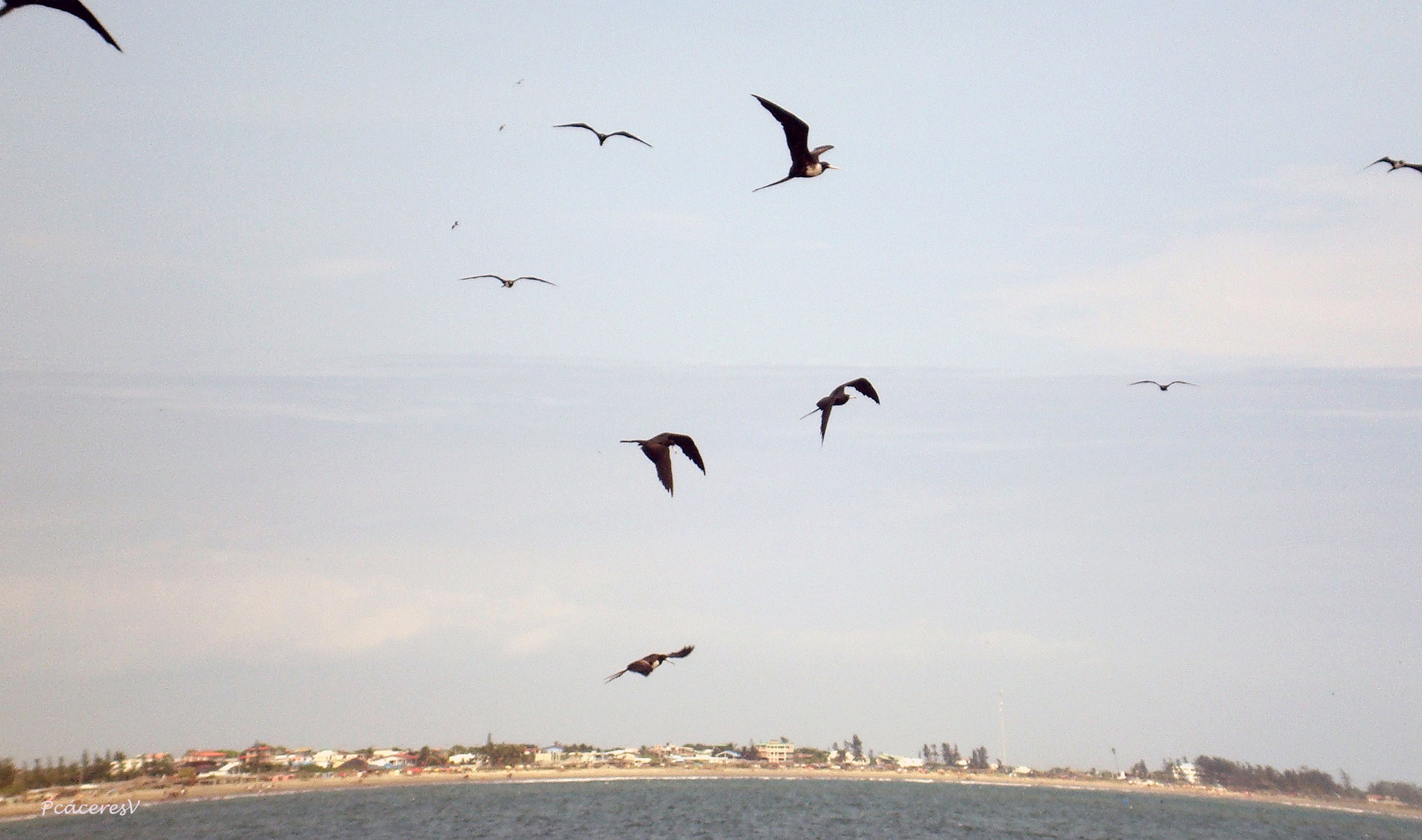 Sony DSC-W90 sample photo. Aves y animales photography