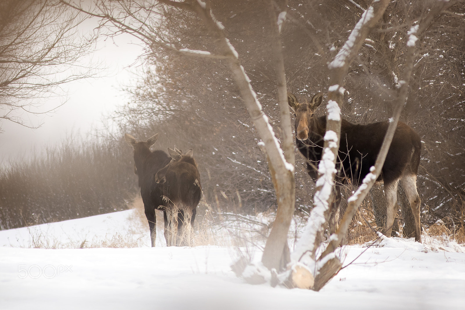 Nikon AF-Nikkor 80-200mm F2.8D ED sample photo. Moose on the loose photography