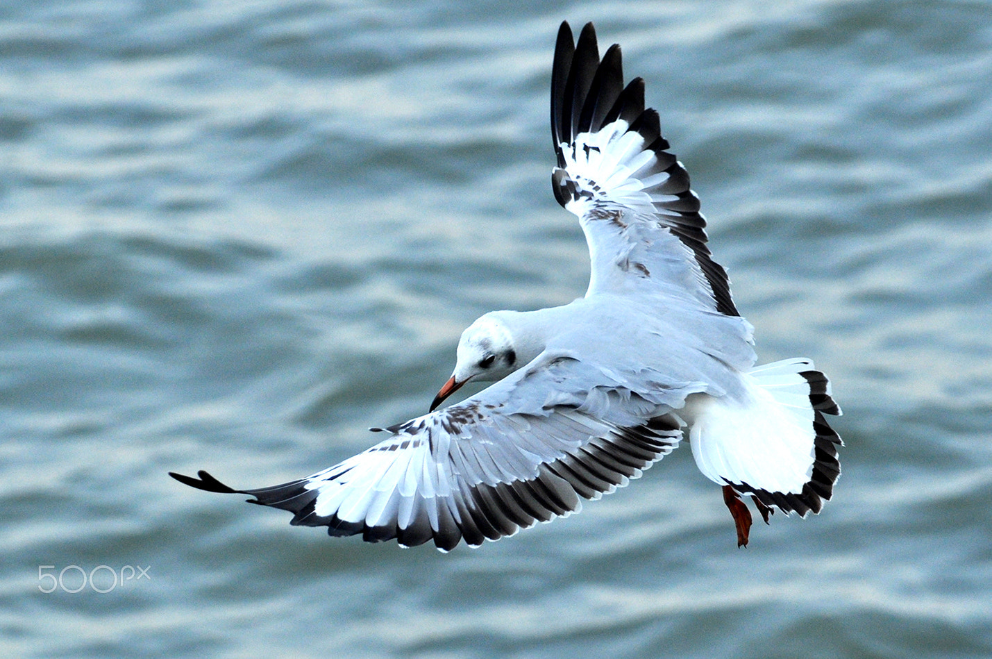 Nikon D5000 sample photo. Catch me if you can photography