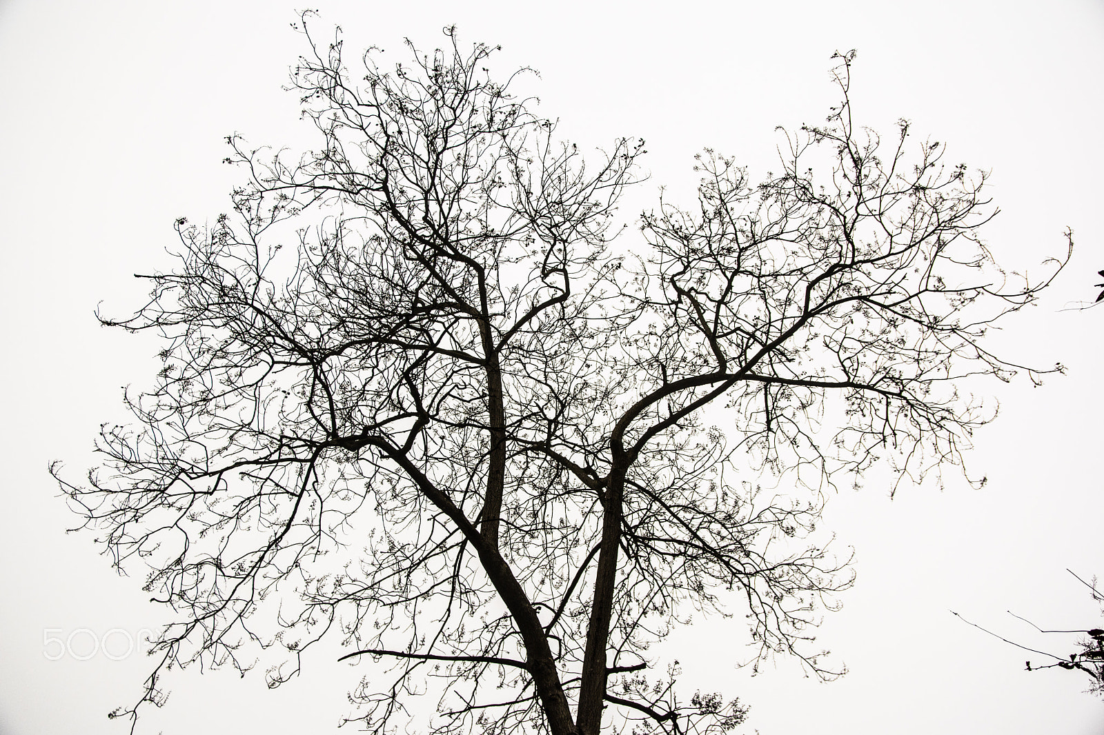 Sigma 17-50mm F2.8 EX DC OS HSM sample photo. Shiquan photography