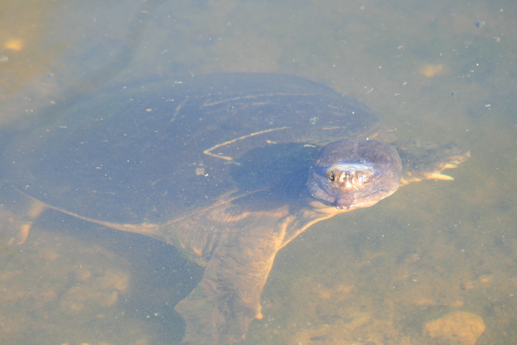Canon EOS 400D (EOS Digital Rebel XTi / EOS Kiss Digital X) sample photo. Softshell turtle photography