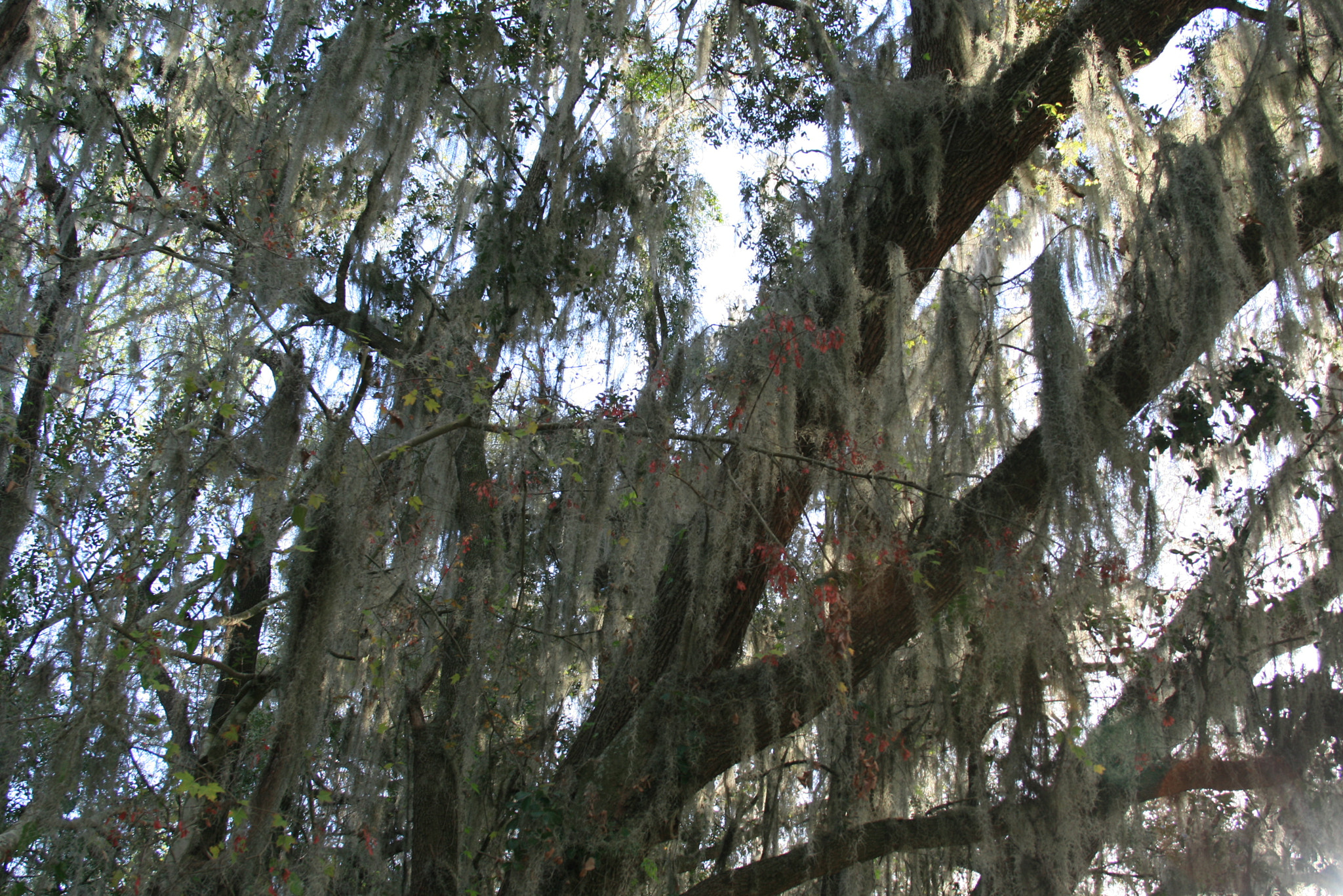 Canon EOS 400D (EOS Digital Rebel XTi / EOS Kiss Digital X) sample photo. Spanish moss photography