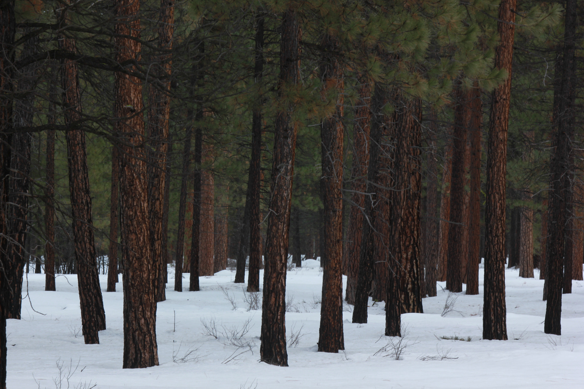 Canon EOS 550D (EOS Rebel T2i / EOS Kiss X4) sample photo. Central oregon photography