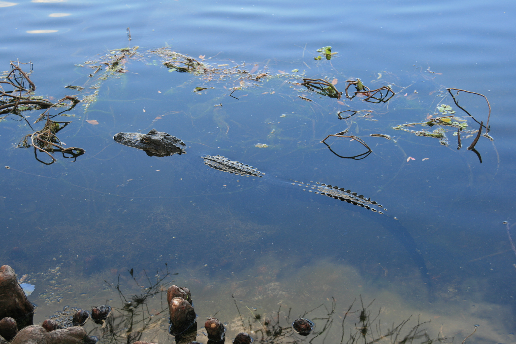 Canon EF 24-85mm F3.5-4.5 USM sample photo. Go gators photography