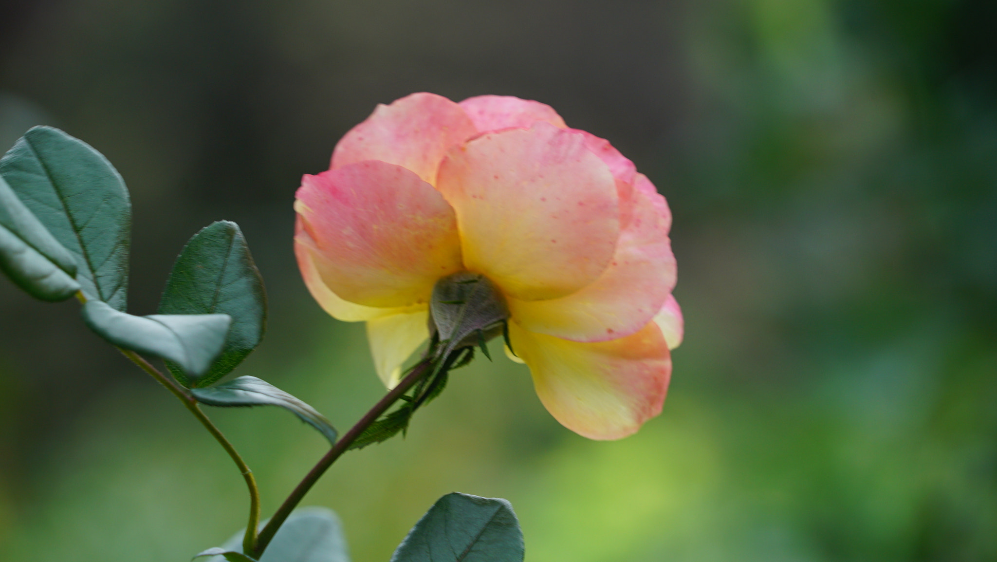 Sony FE 24-240mm F3.5-6.3 OSS sample photo. Rose photography