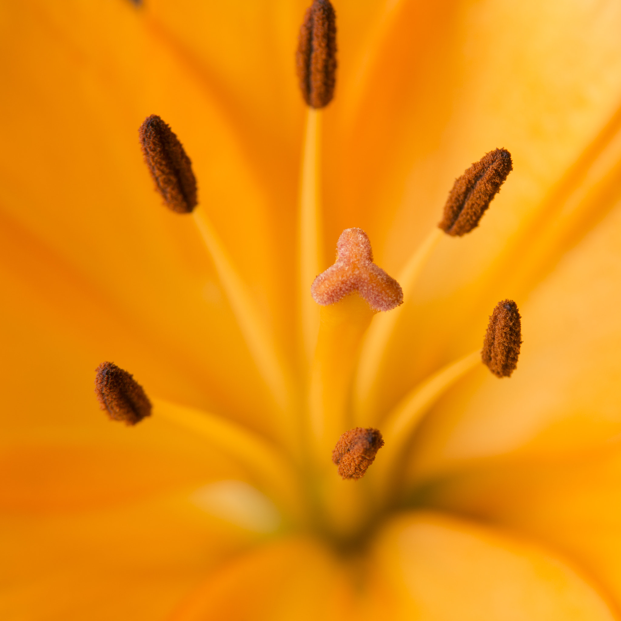 Sony SLT-A77 + Tamron SP AF 70-200mm F2.8 Di LD (IF) MACRO sample photo. Macrophoto orange flowers photography