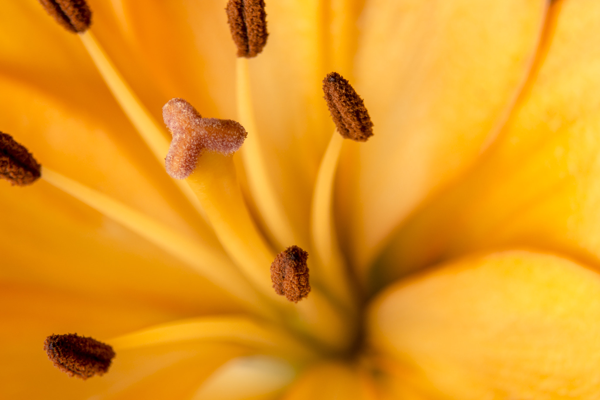 Sony SLT-A77 sample photo. Macrophoto orange flowers photography