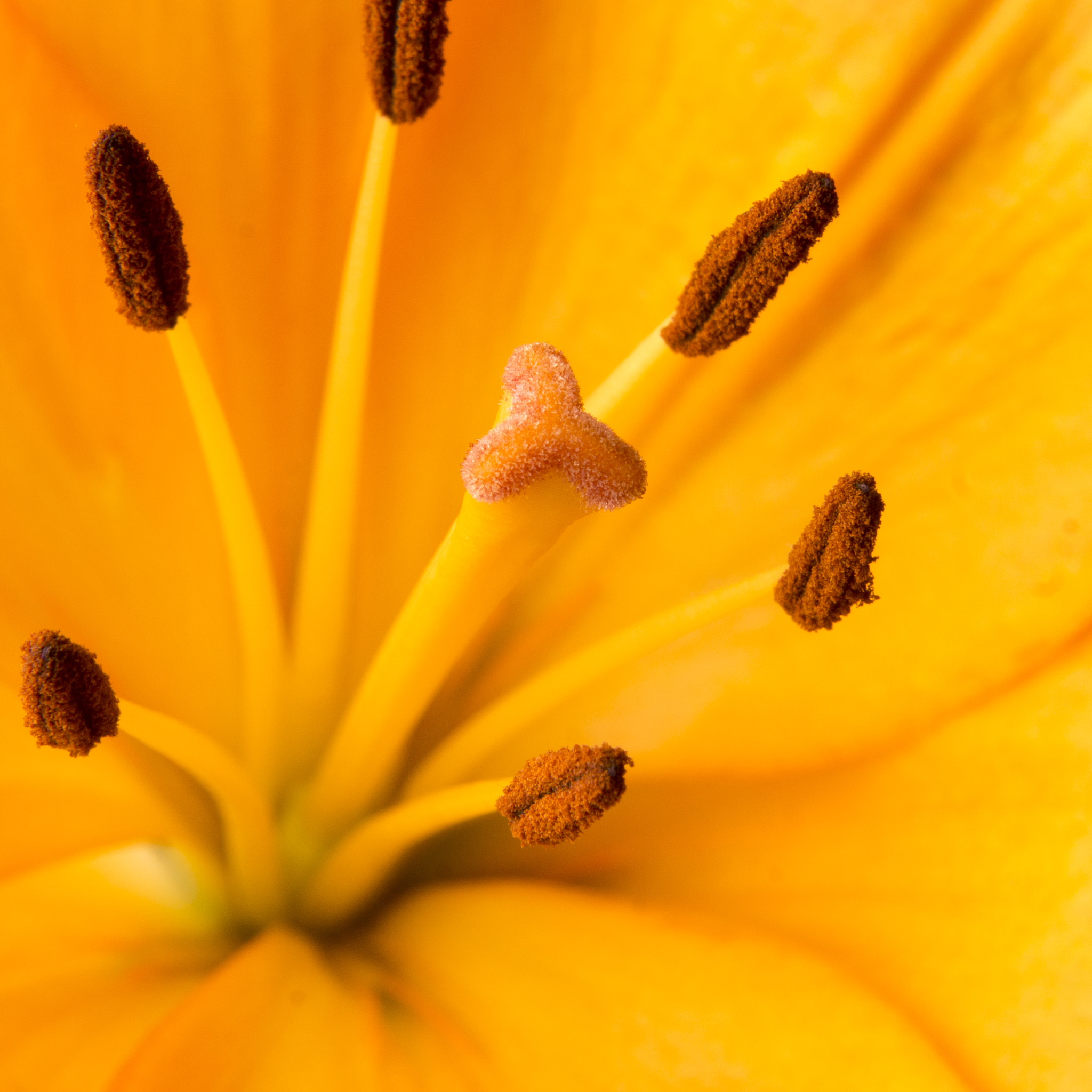 Minolta AF 28-135mm F4-4.5 sample photo. Macrophoto orange flowers photography