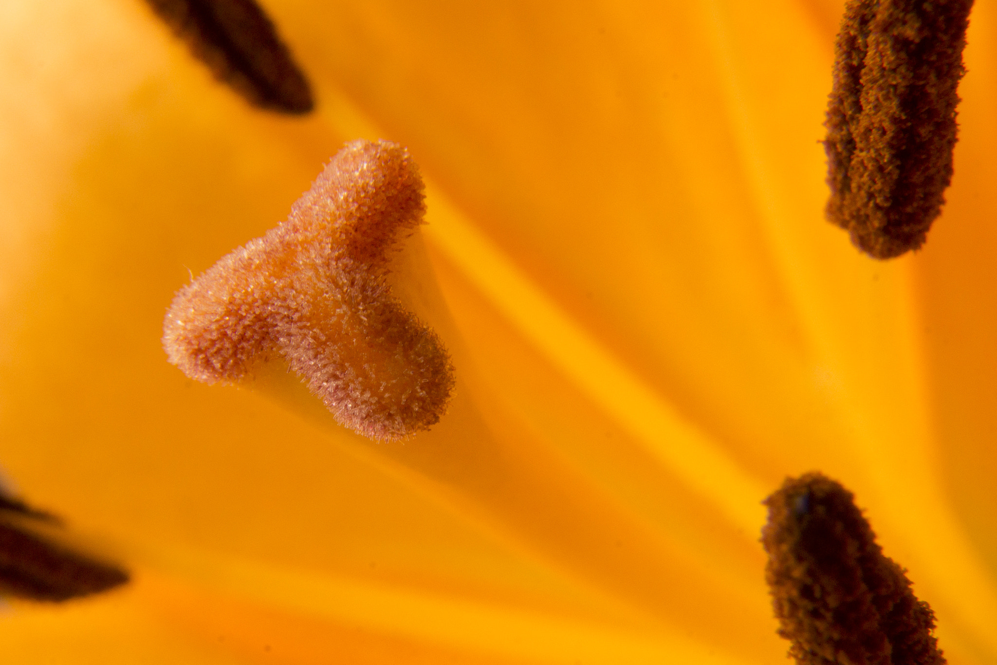 Sony SLT-A77 sample photo. Macrophoto orange flowers photography