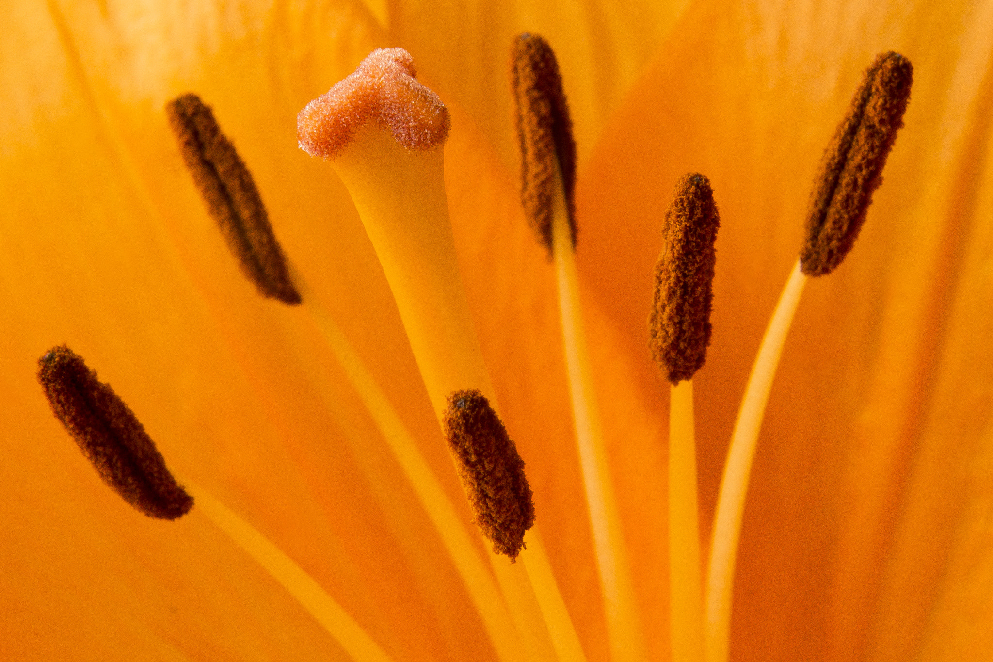 Sony SLT-A77 sample photo. Macrophoto orange flowers photography