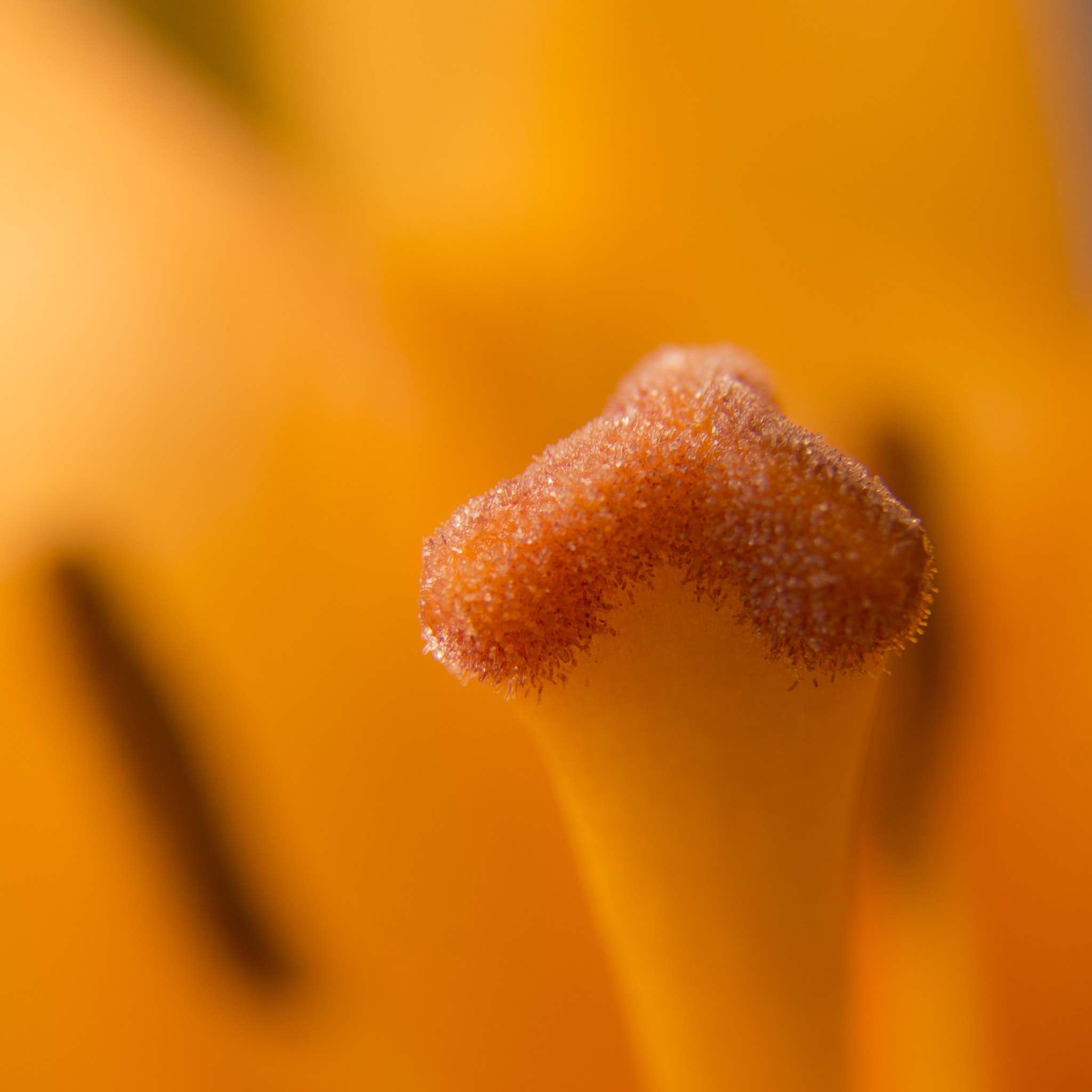 Sony SLT-A77 sample photo. Macrophoto orange flowers photography