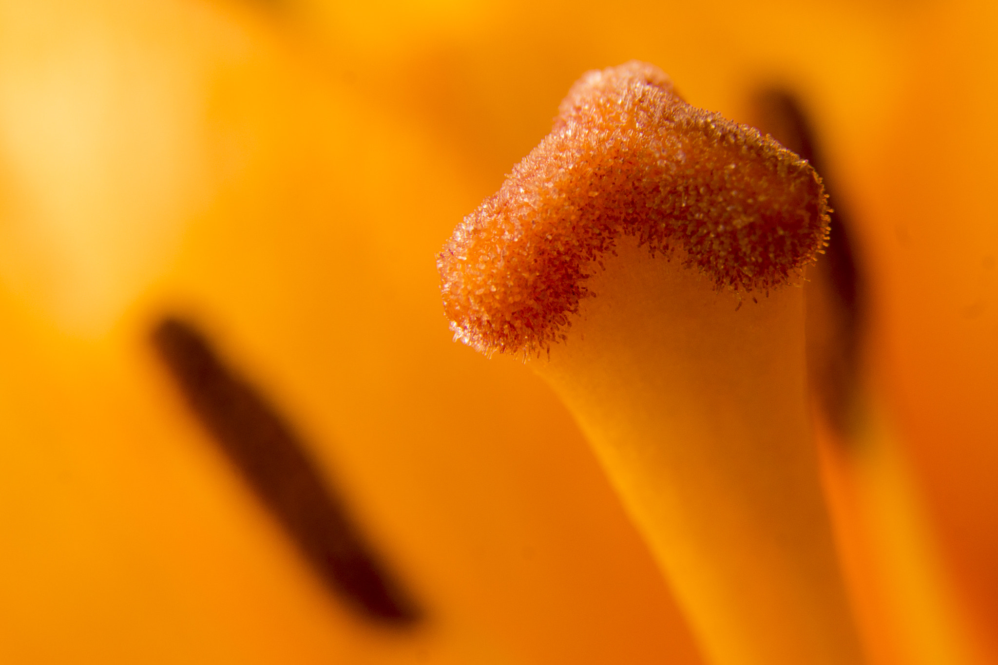 Sony SLT-A77 sample photo. Macrophoto orange flowers photography