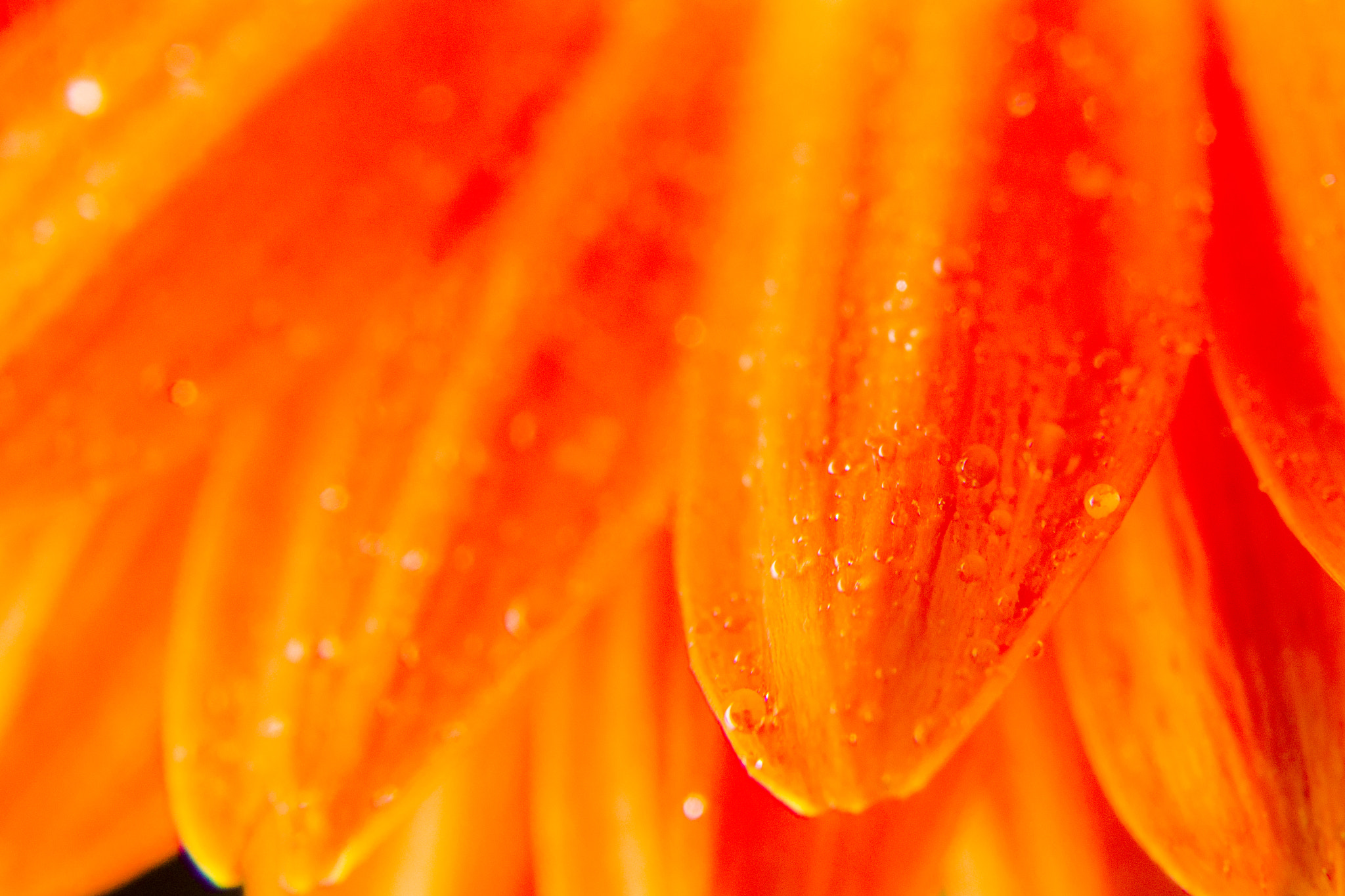 Sony SLT-A77 sample photo. Macrophoto orange flowers photography