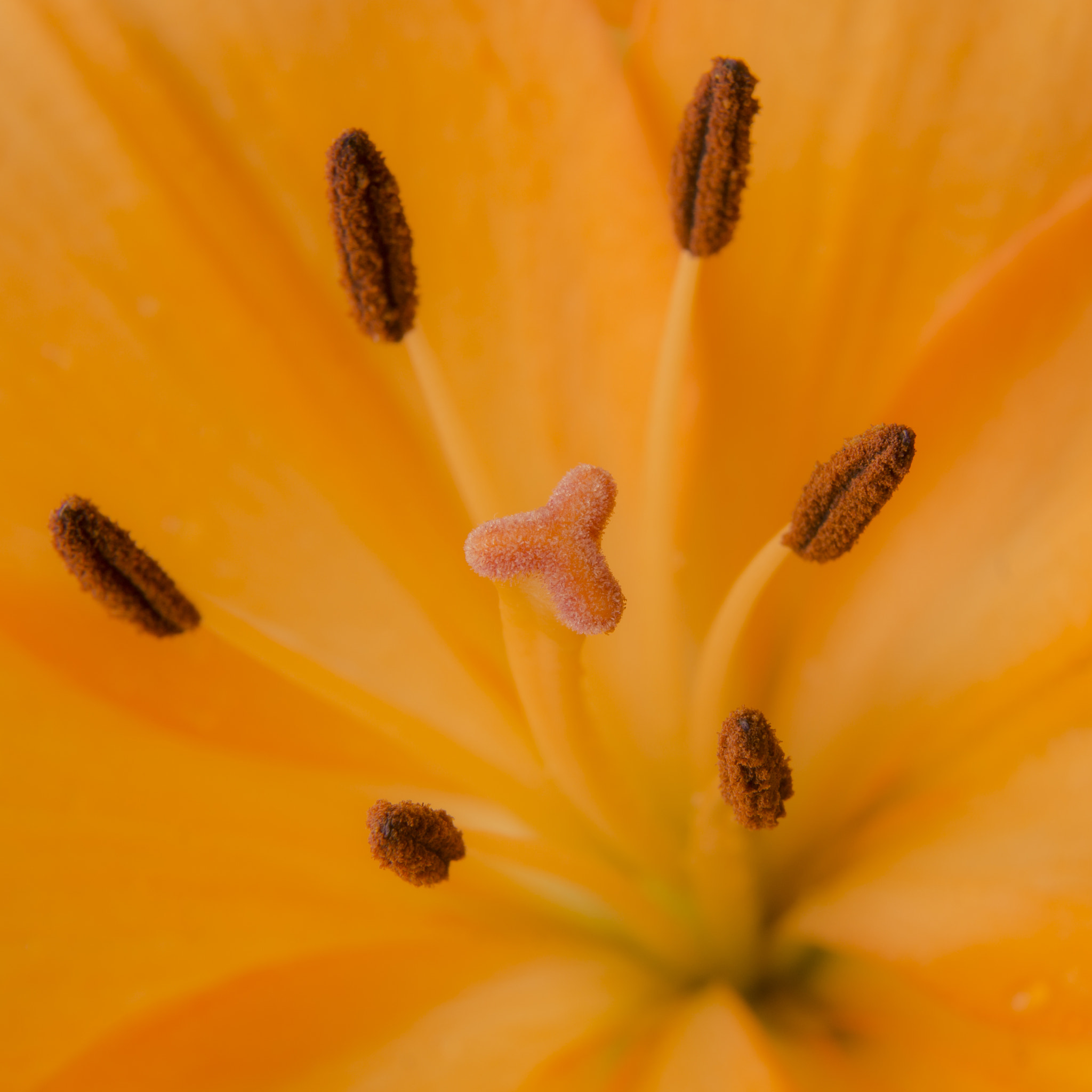 Sony SLT-A77 sample photo. Macrophoto orange flowers photography