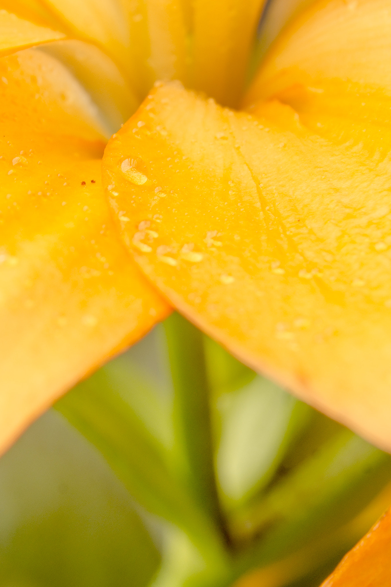 Sony SLT-A77 sample photo. Macrophoto orange flowers photography