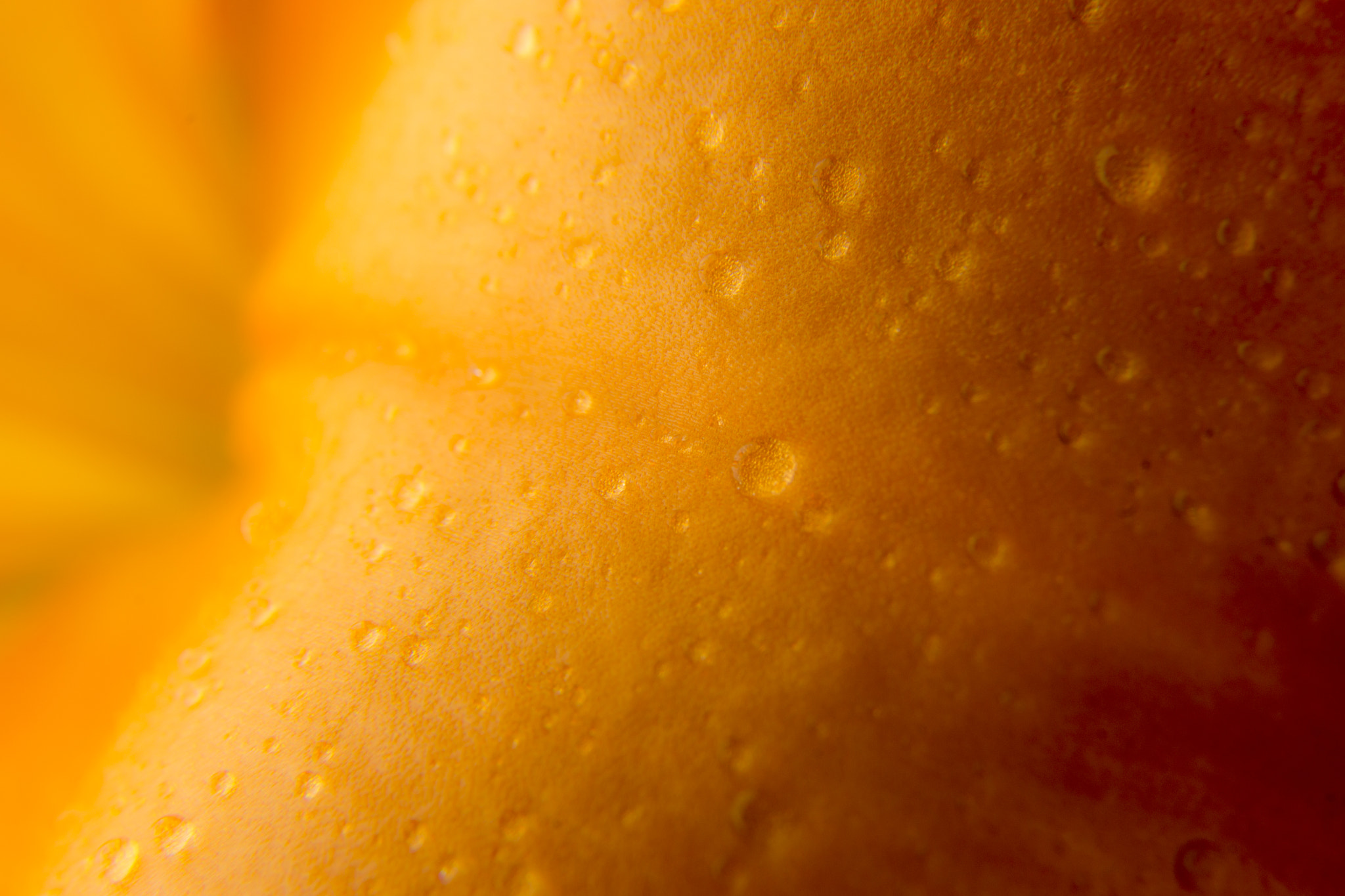 Sony SLT-A77 sample photo. Macrophoto orange flowers photography