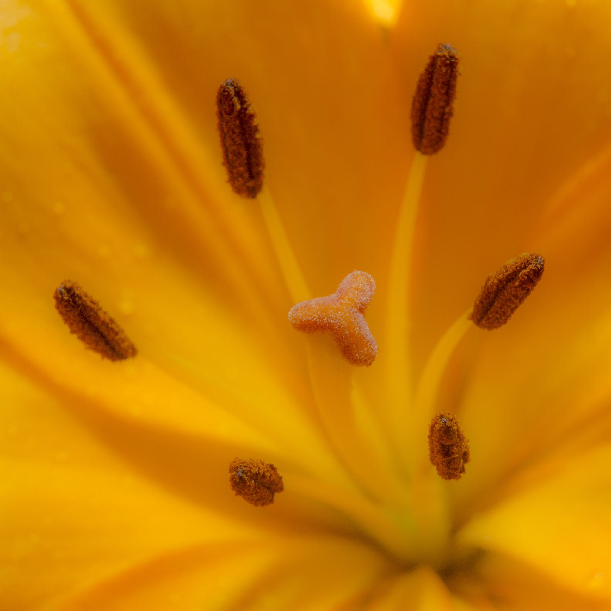 Sony SLT-A77 sample photo. Macrophoto orange flowers photography