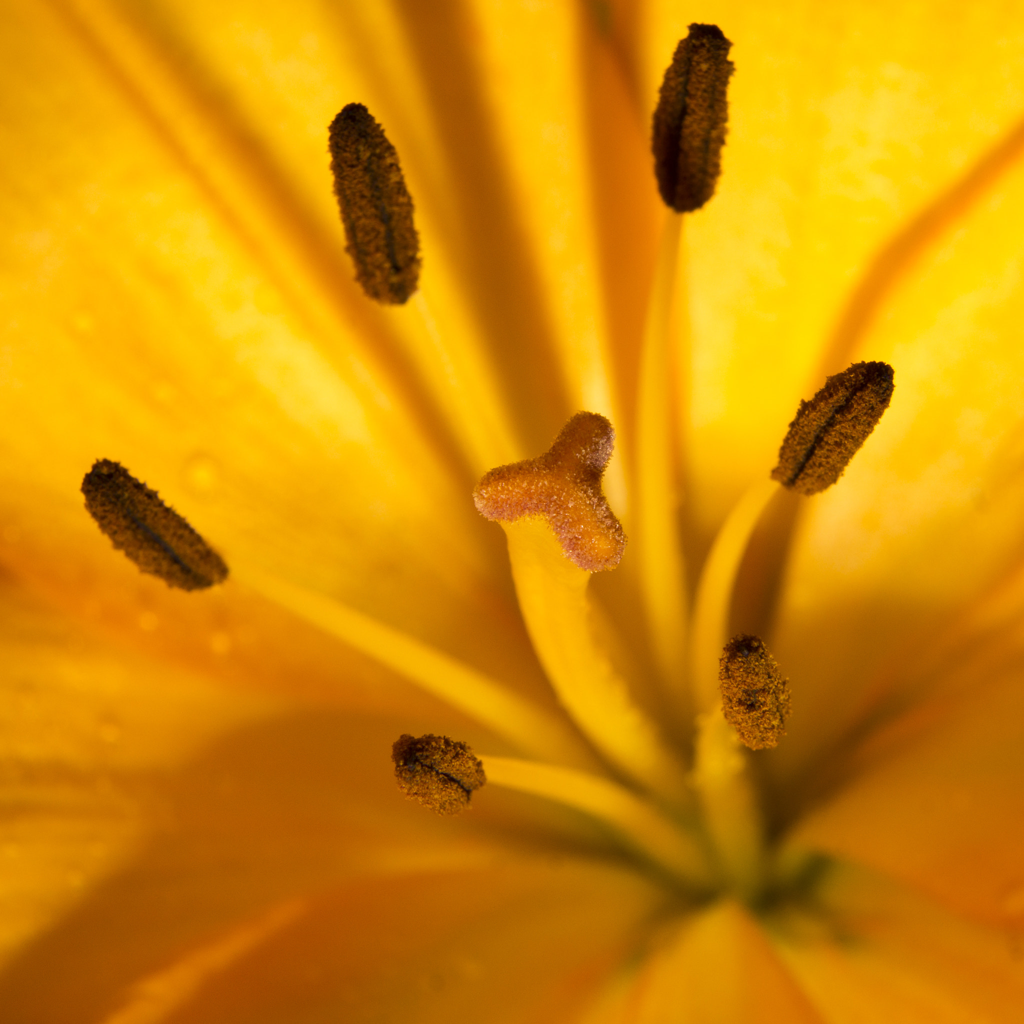 Minolta AF 28-135mm F4-4.5 sample photo. Macrophoto orange flowers photography