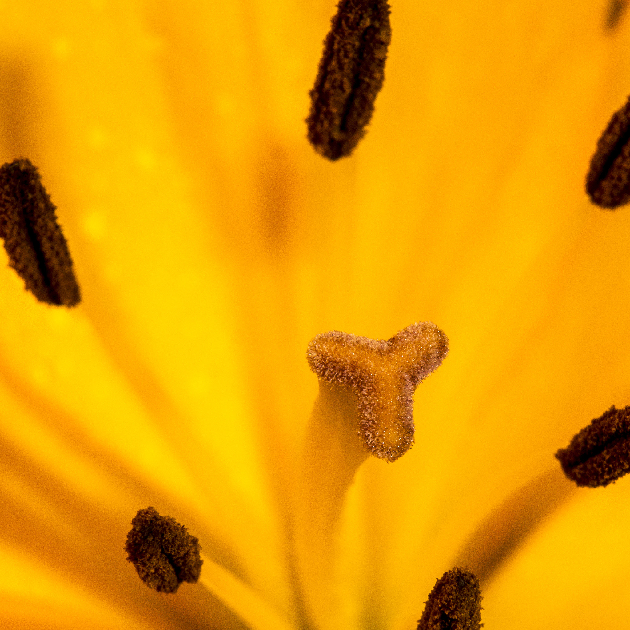 Sony SLT-A77 sample photo. Macrophoto orange flowers photography