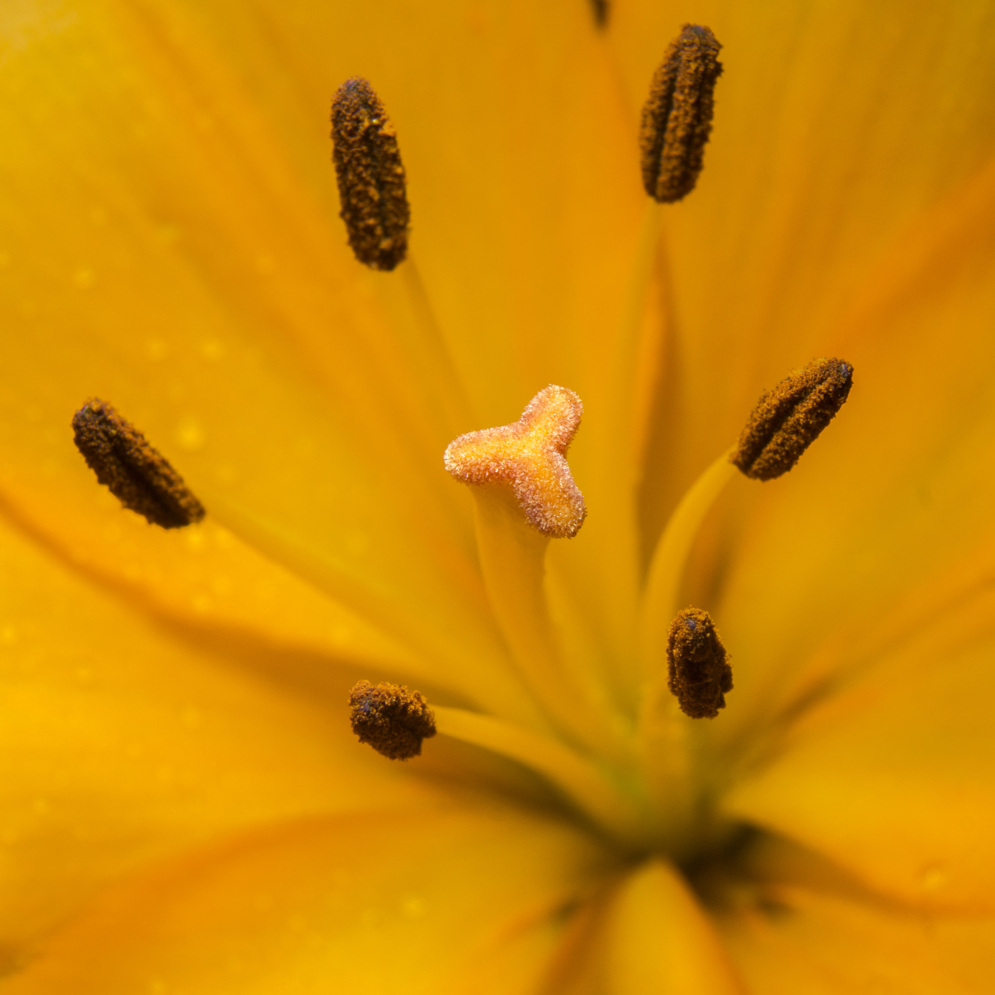 Minolta AF 28-135mm F4-4.5 sample photo. Macrophoto orange flowers photography