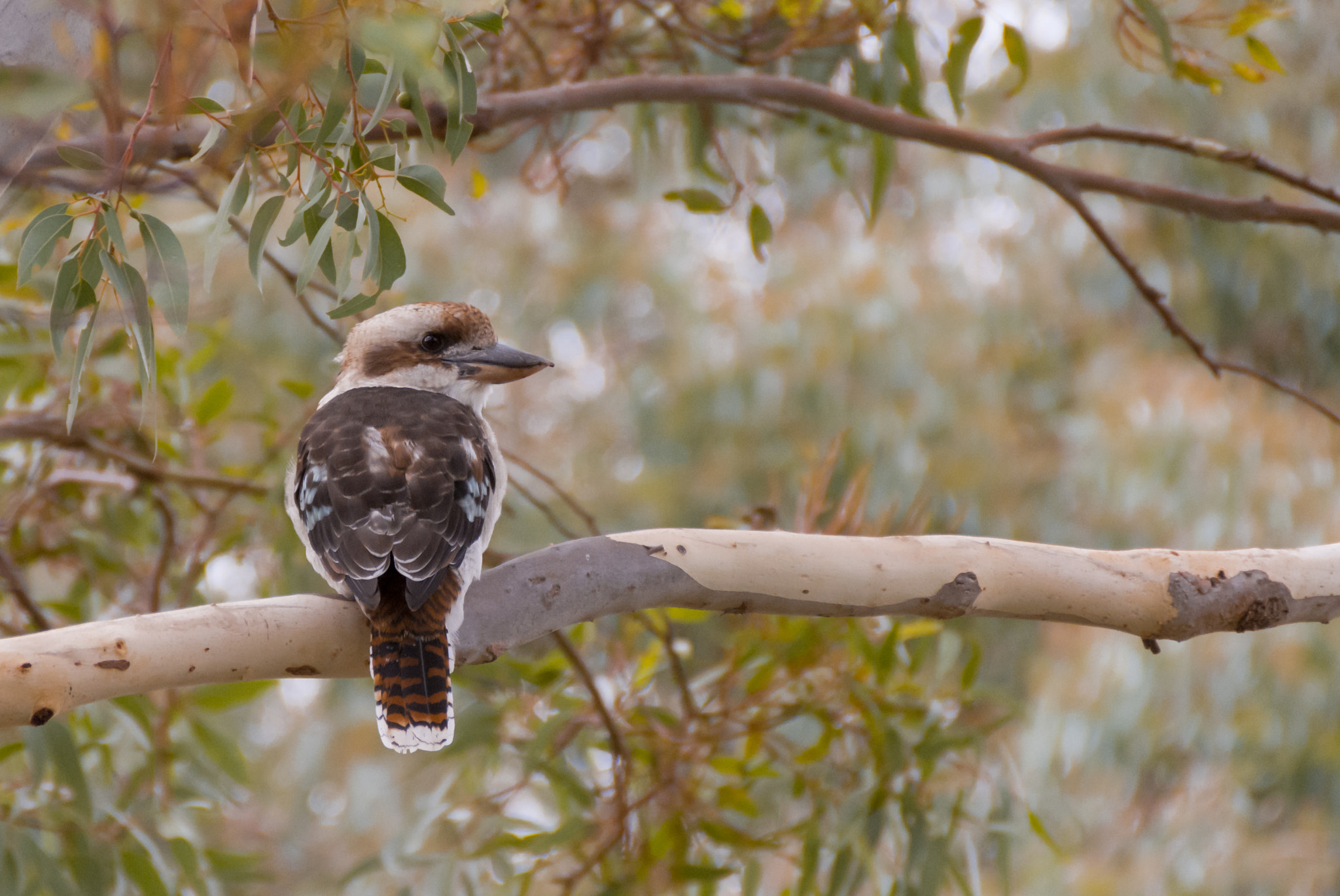Nikon D7200 sample photo. Laughing kookaburra ( dacelo novaeguineae ) photography