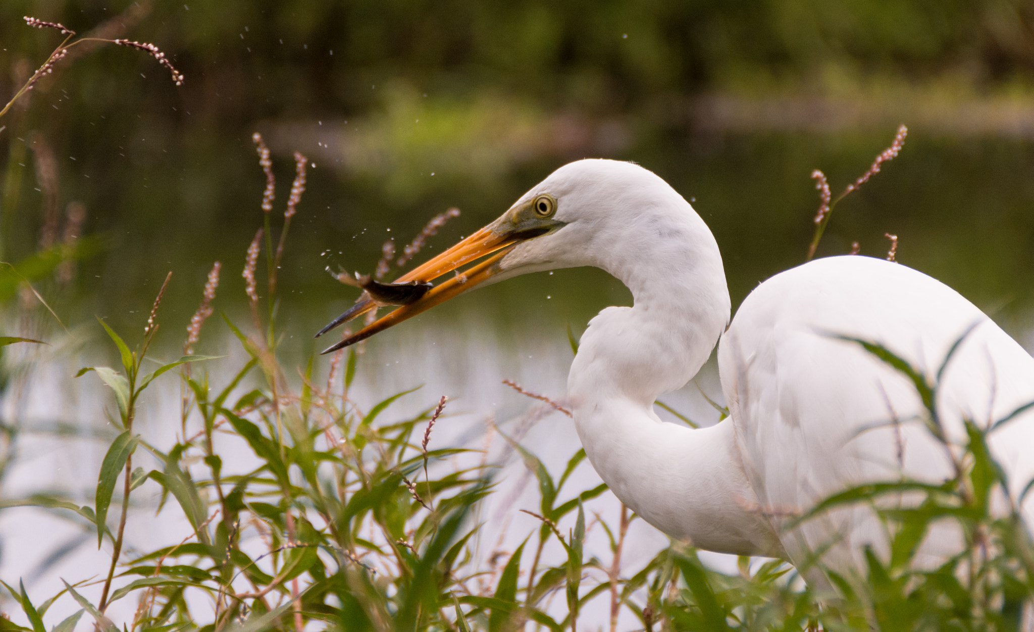 Nikon D7200 sample photo. Great egret ( ardea alba ) with prey photography