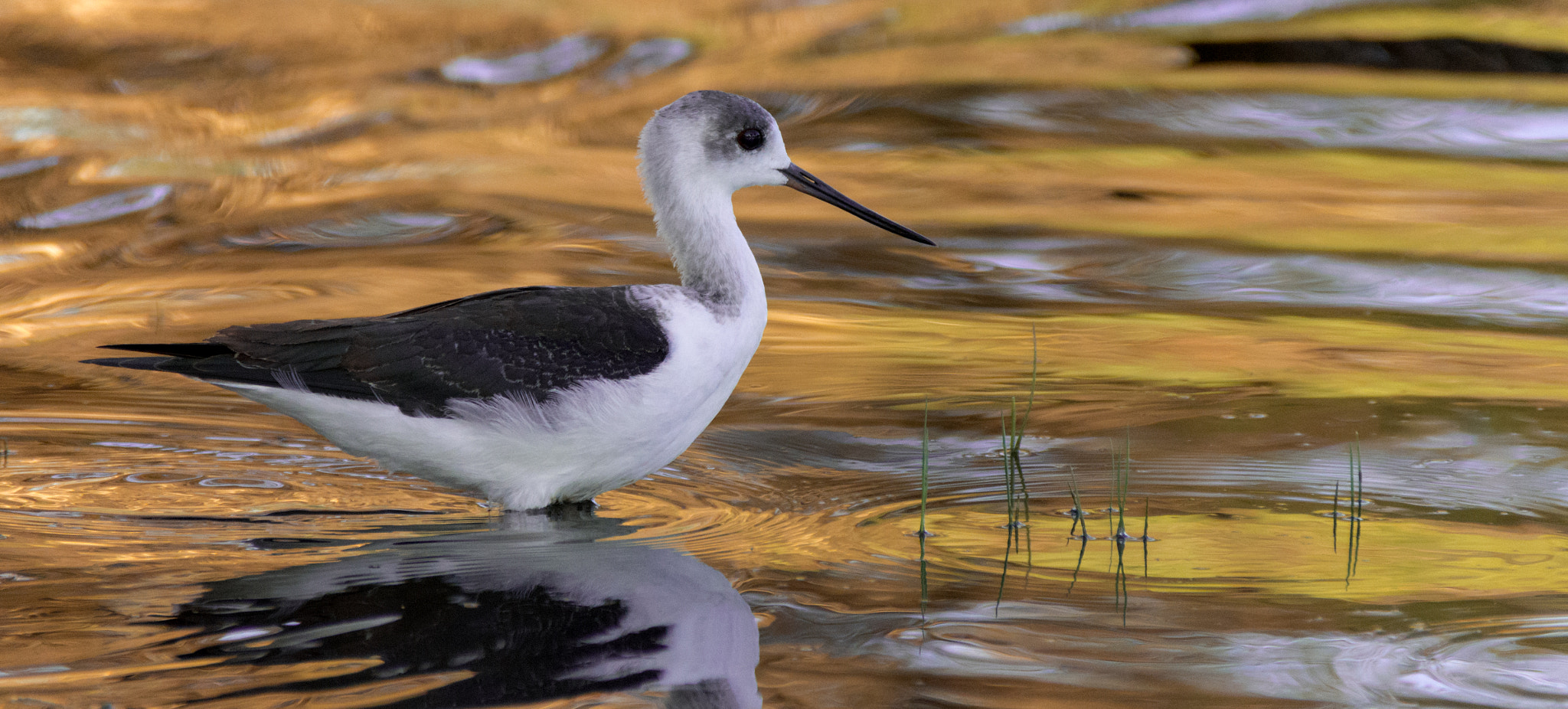 Nikon D7200 sample photo. Black-winged stilt ( himantopus himantopus) at the sunset photography