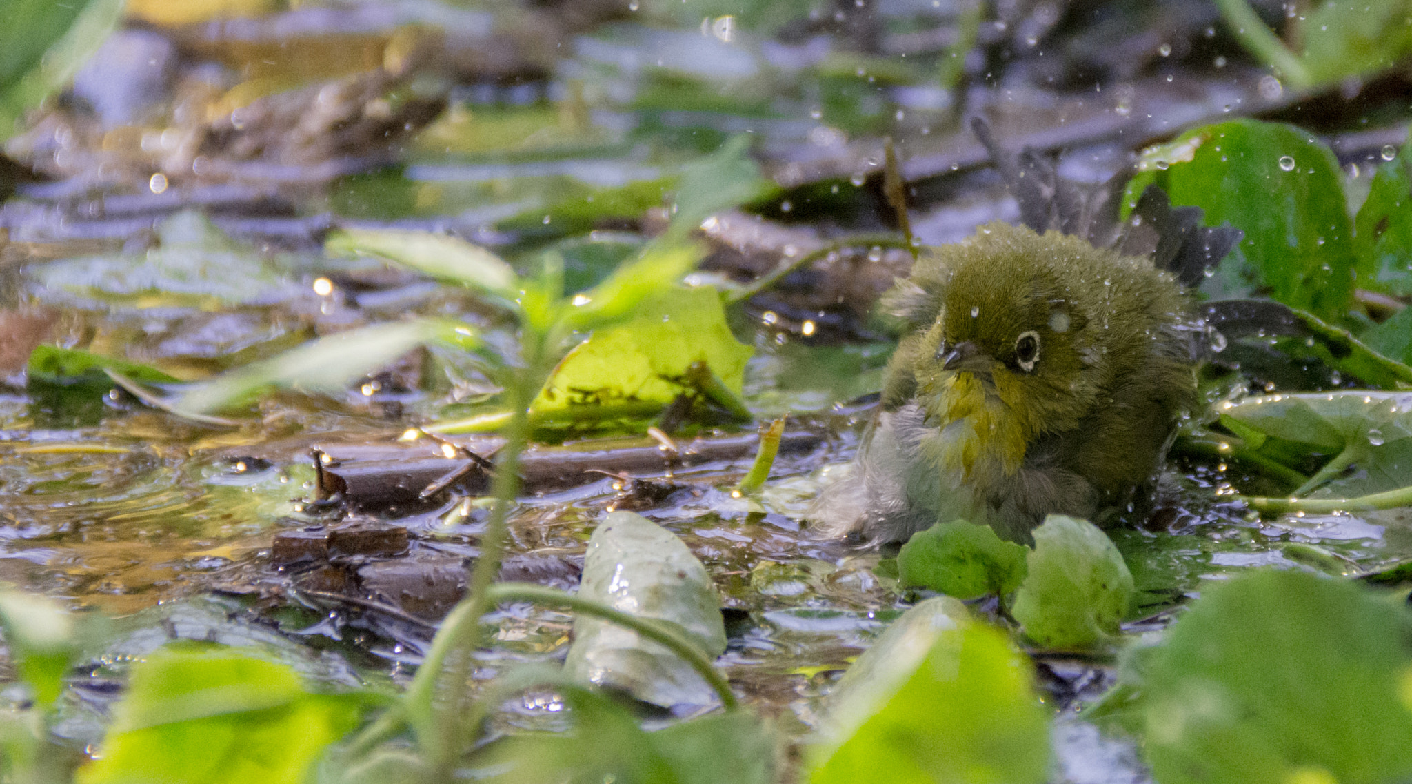 Nikon D7200 sample photo. Silvereye ( zosterops lateralis ) during a bath photography