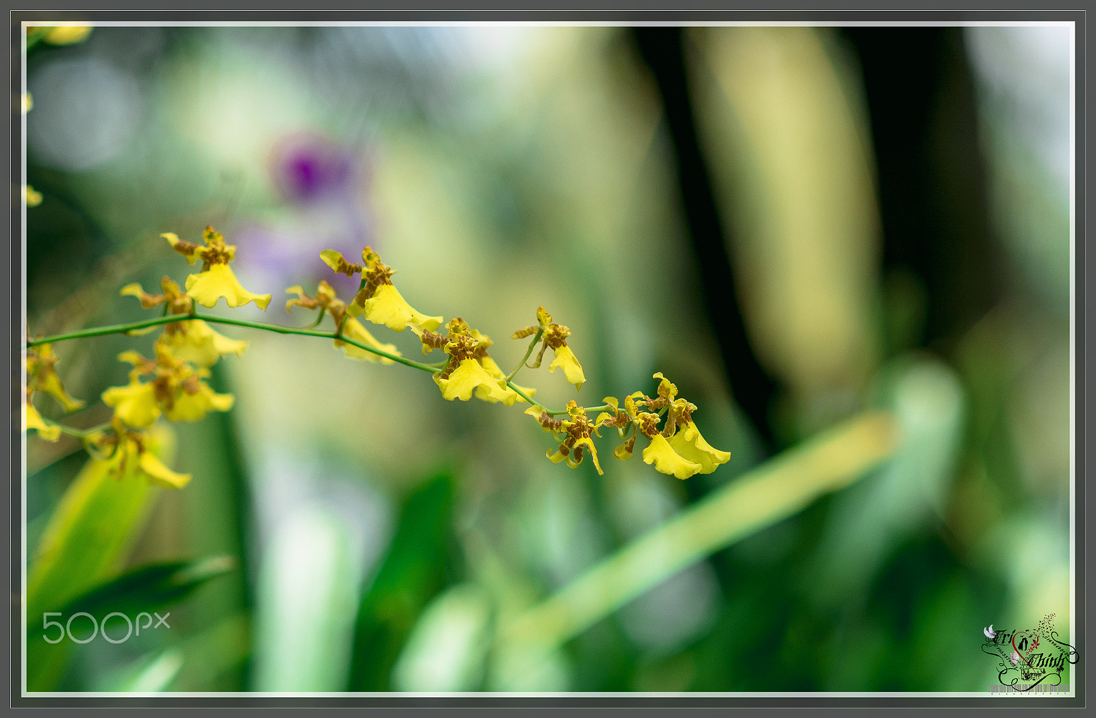 Nikon D7100 sample photo. Lan nữ hoàng photography