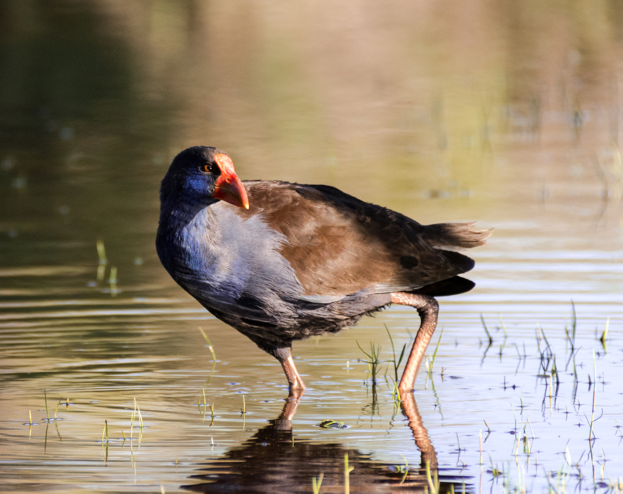 Nikon D7200 sample photo. Purple swamphen ( porphyrio porphyrio ) photography