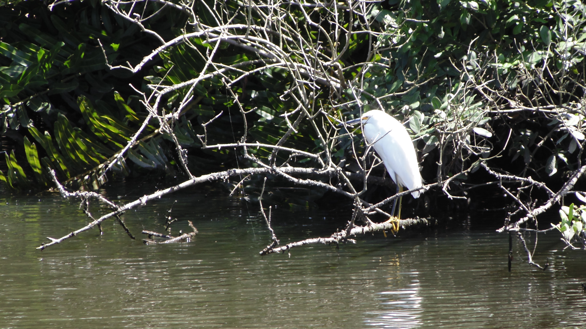 Sony DSC-H100 sample photo. Bird early in the morning photography