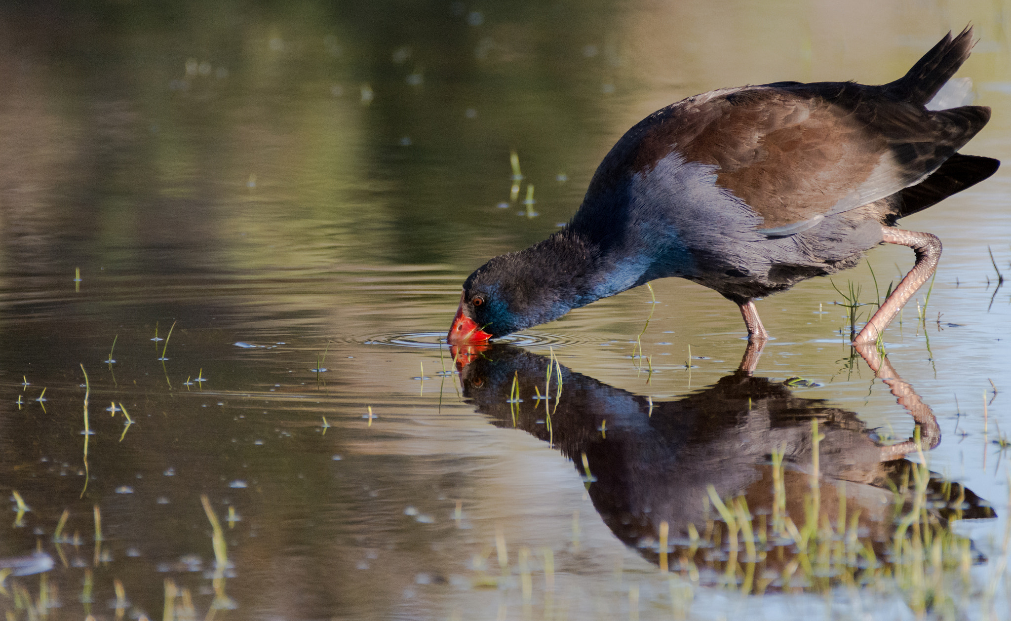 Nikon D7200 sample photo. Purple swamphen ( porphyrio porphyrio ) at the mirror photography