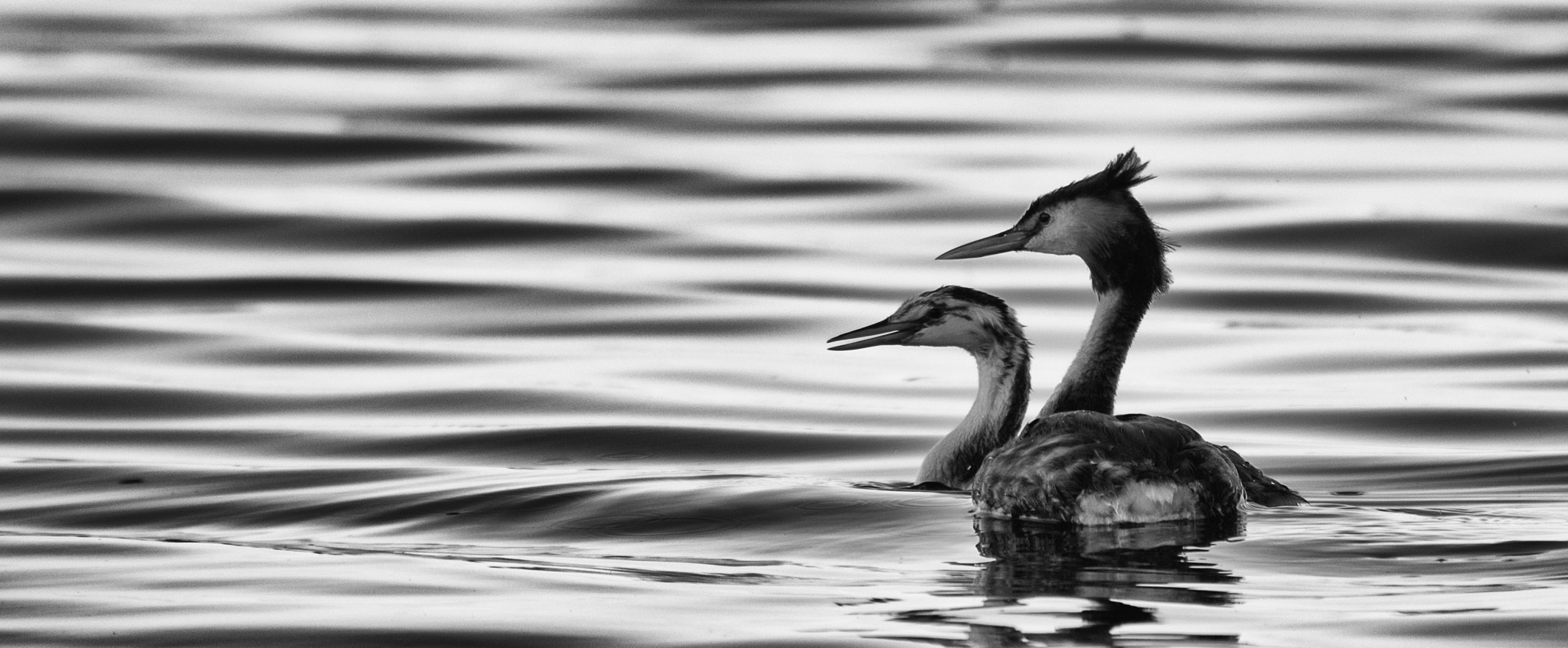 Nikon D7200 sample photo. Great crested grebe ( podiceps cristatus ) photography
