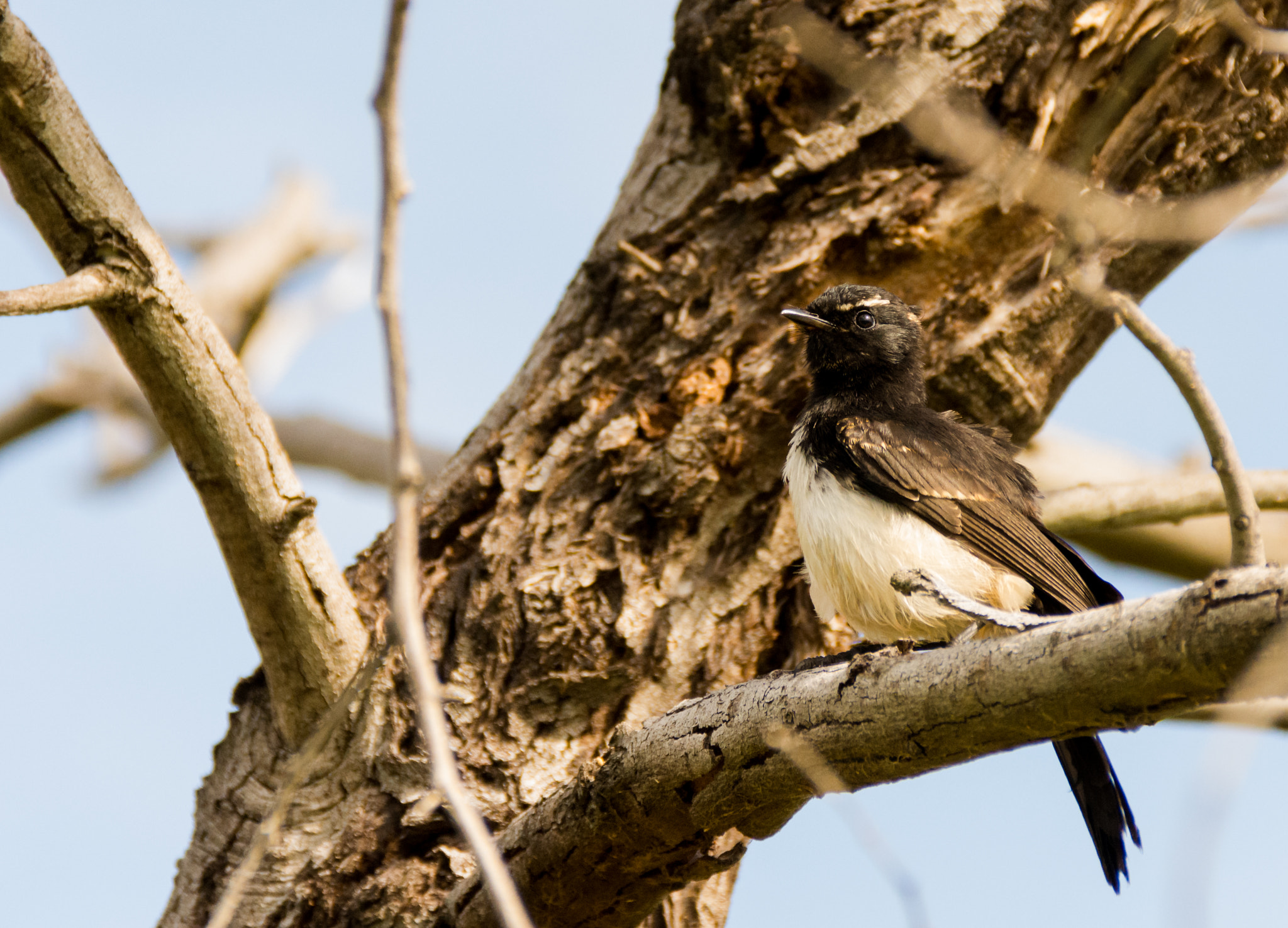 Nikon D7200 sample photo. Willie wagtail ( rhipidura leucophrys ) photography