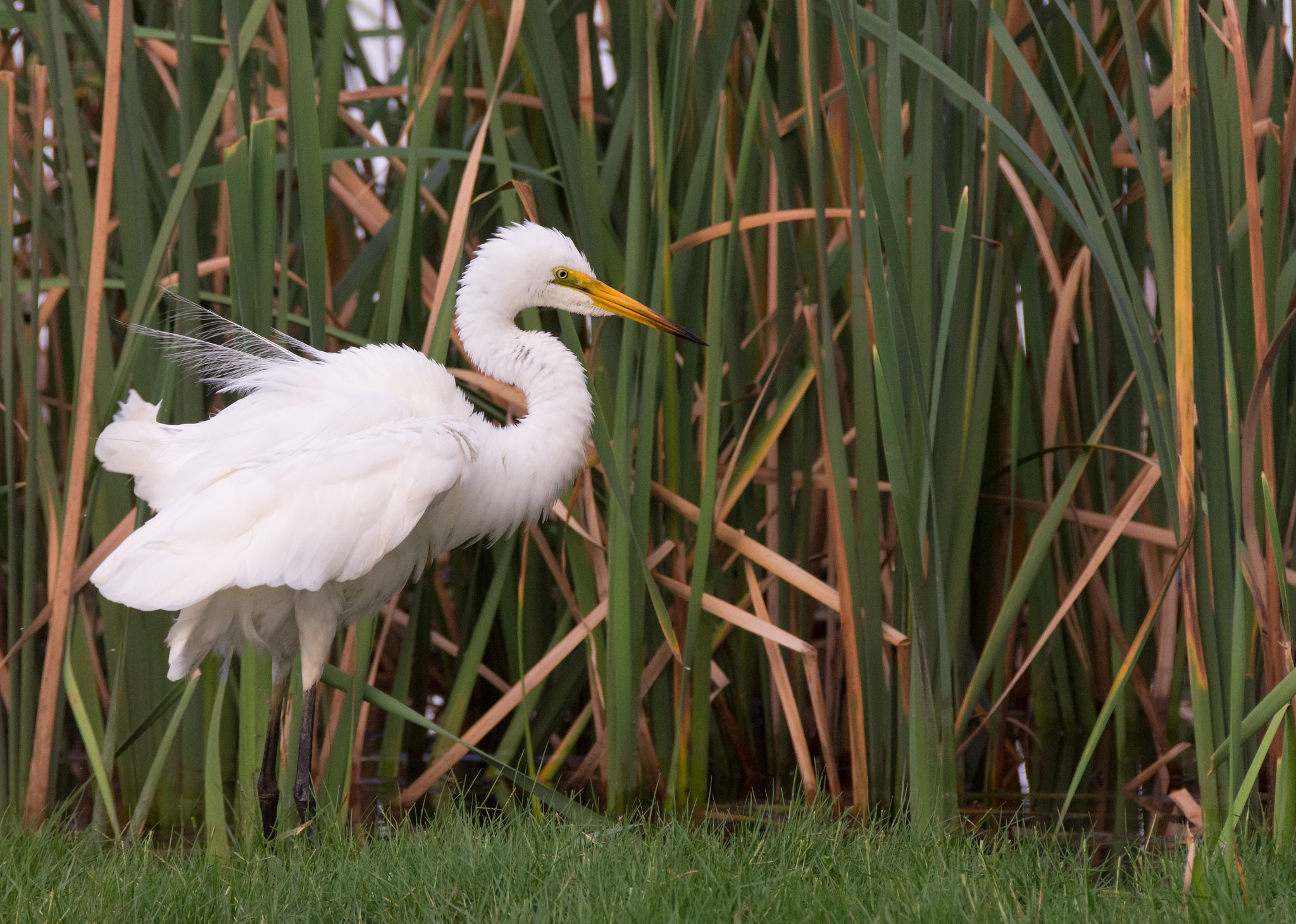 Nikon D7200 sample photo. Ruffled great egret ( ardea alba) photography