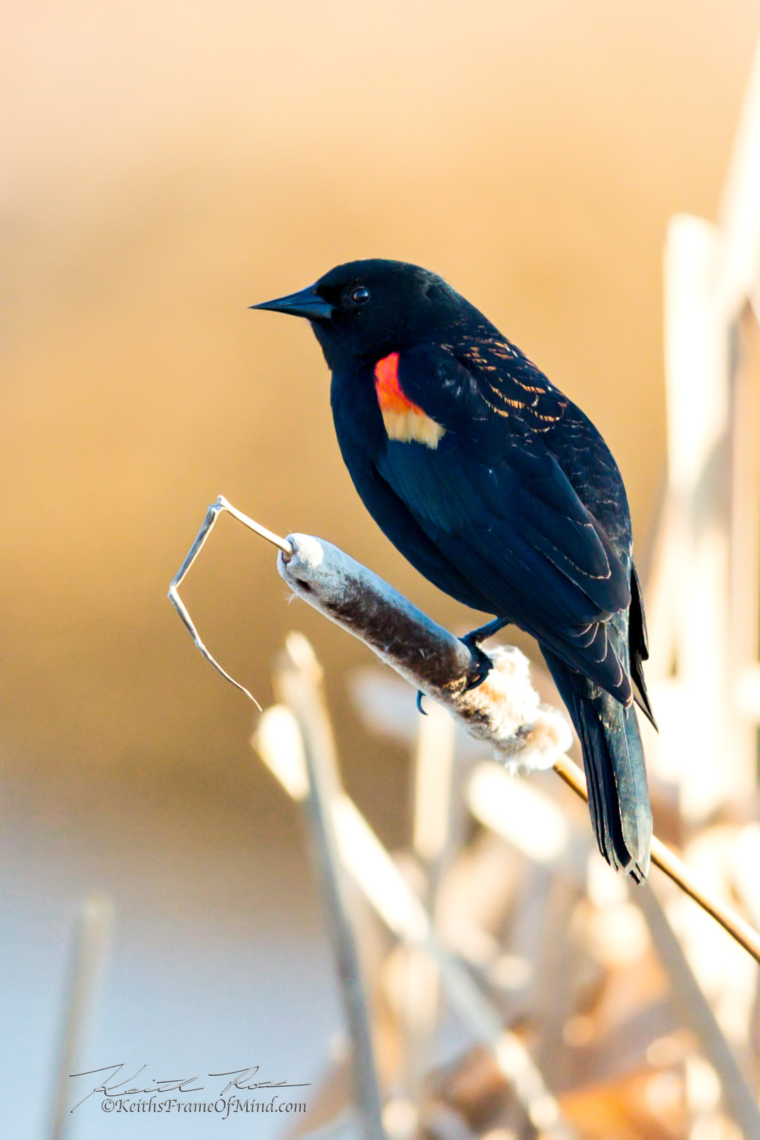Canon EF 600mm F4L IS II USM sample photo. Red-winged blackbird photography