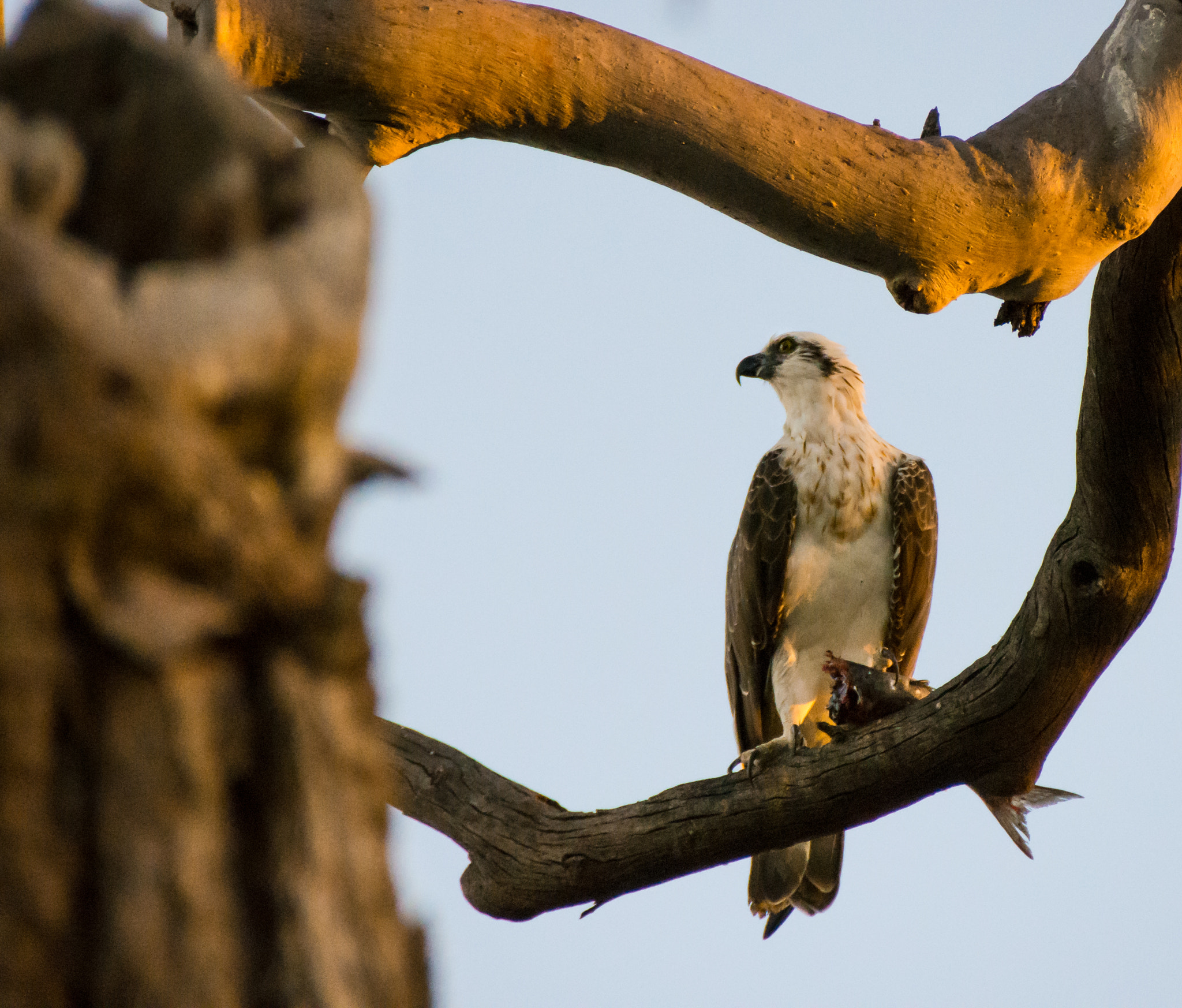 Nikon D7200 sample photo. Osprey ( pandion haliaetus ) with prey photography