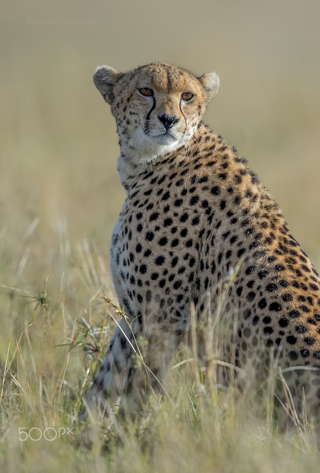 Canon EF 600mm F4L IS II USM sample photo. Watching photography