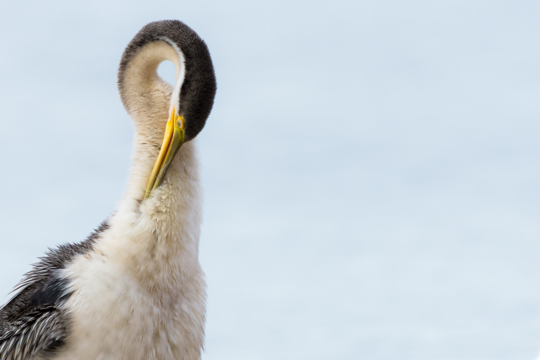 Nikon D7200 sample photo. Great cormorant ( phalacrocorax carbo ) photography